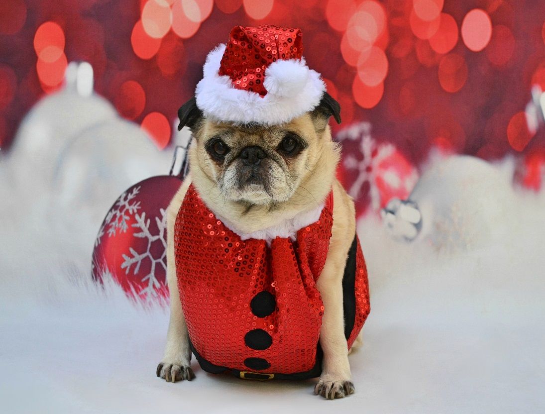 Christmas Pug Wallpapers