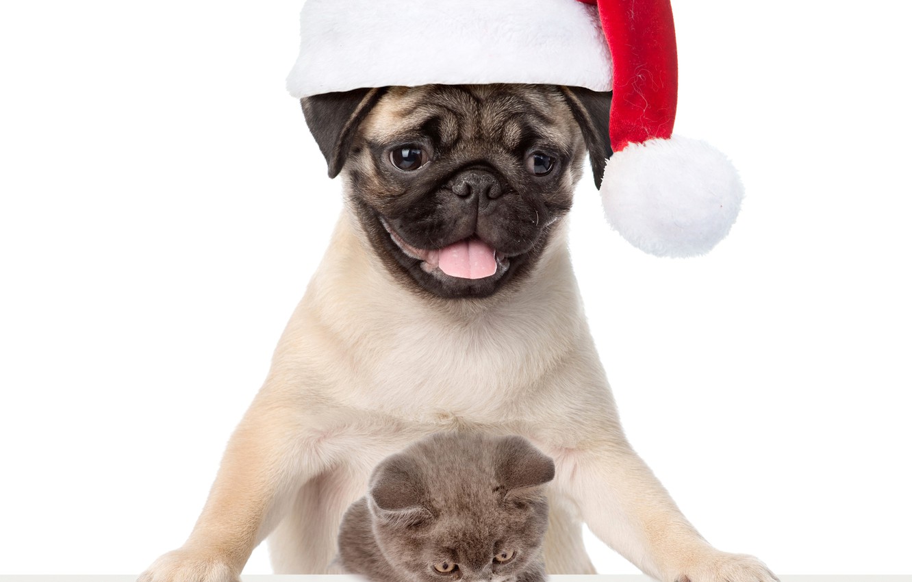 Christmas Pug Wallpapers