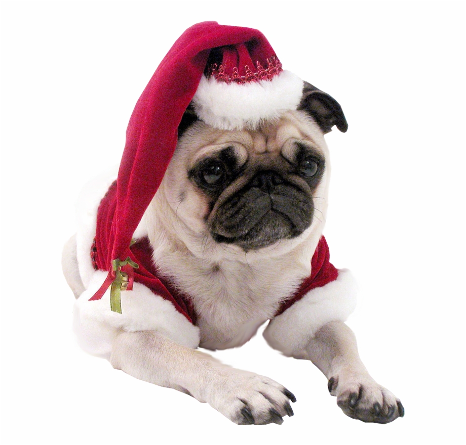 Christmas Pug Wallpapers