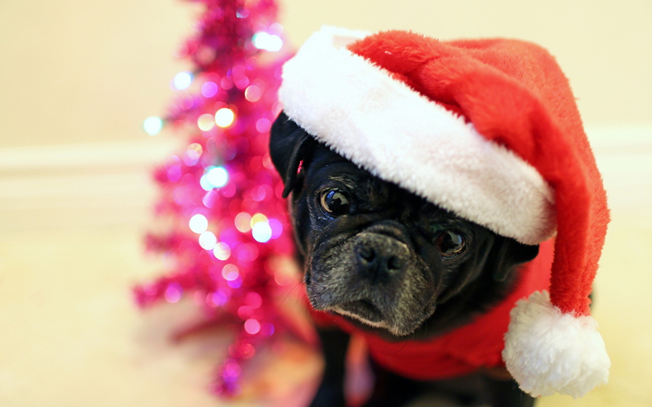 Christmas Pug Wallpapers