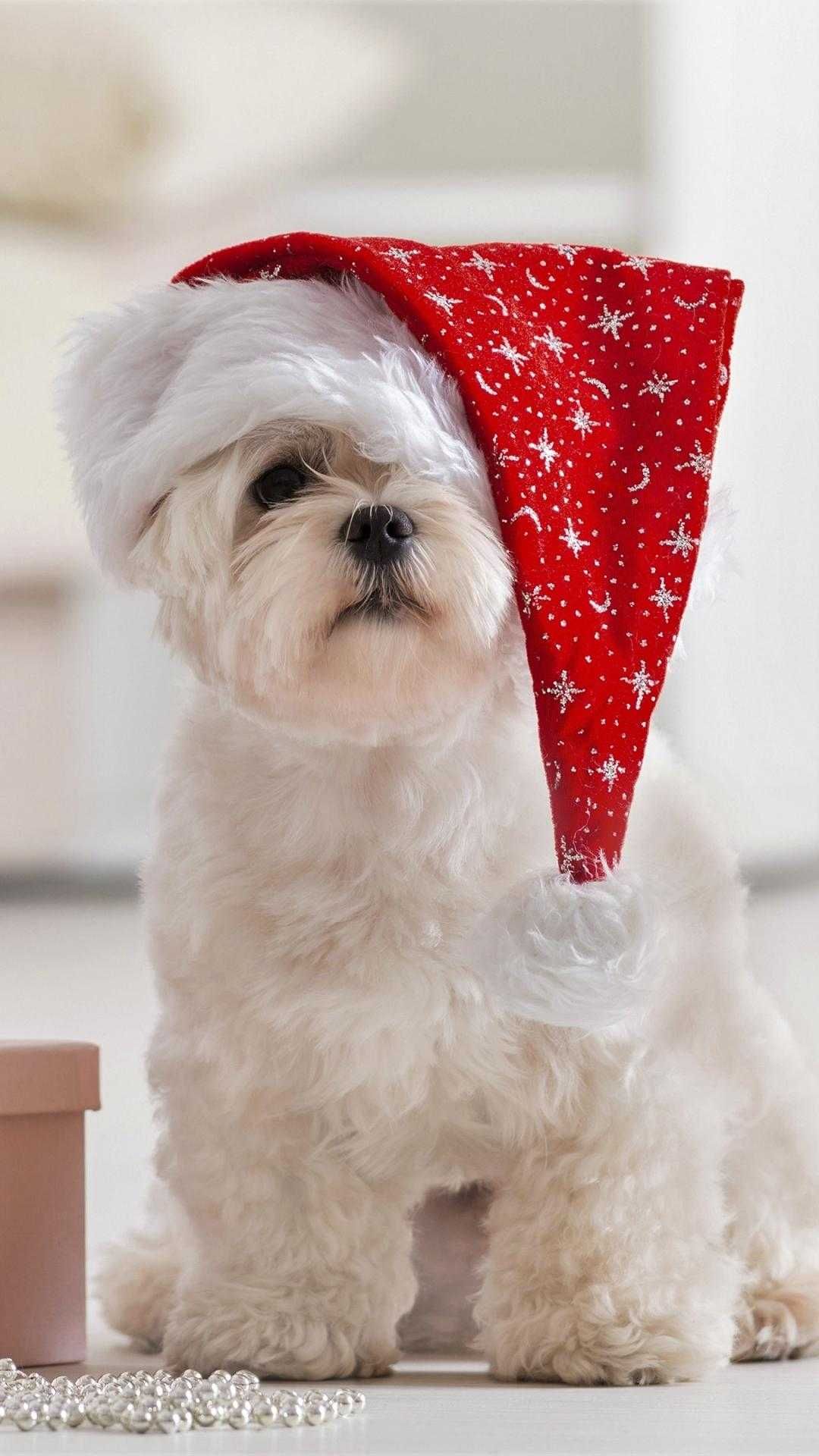 Christmas Puppy Desktop Wallpapers