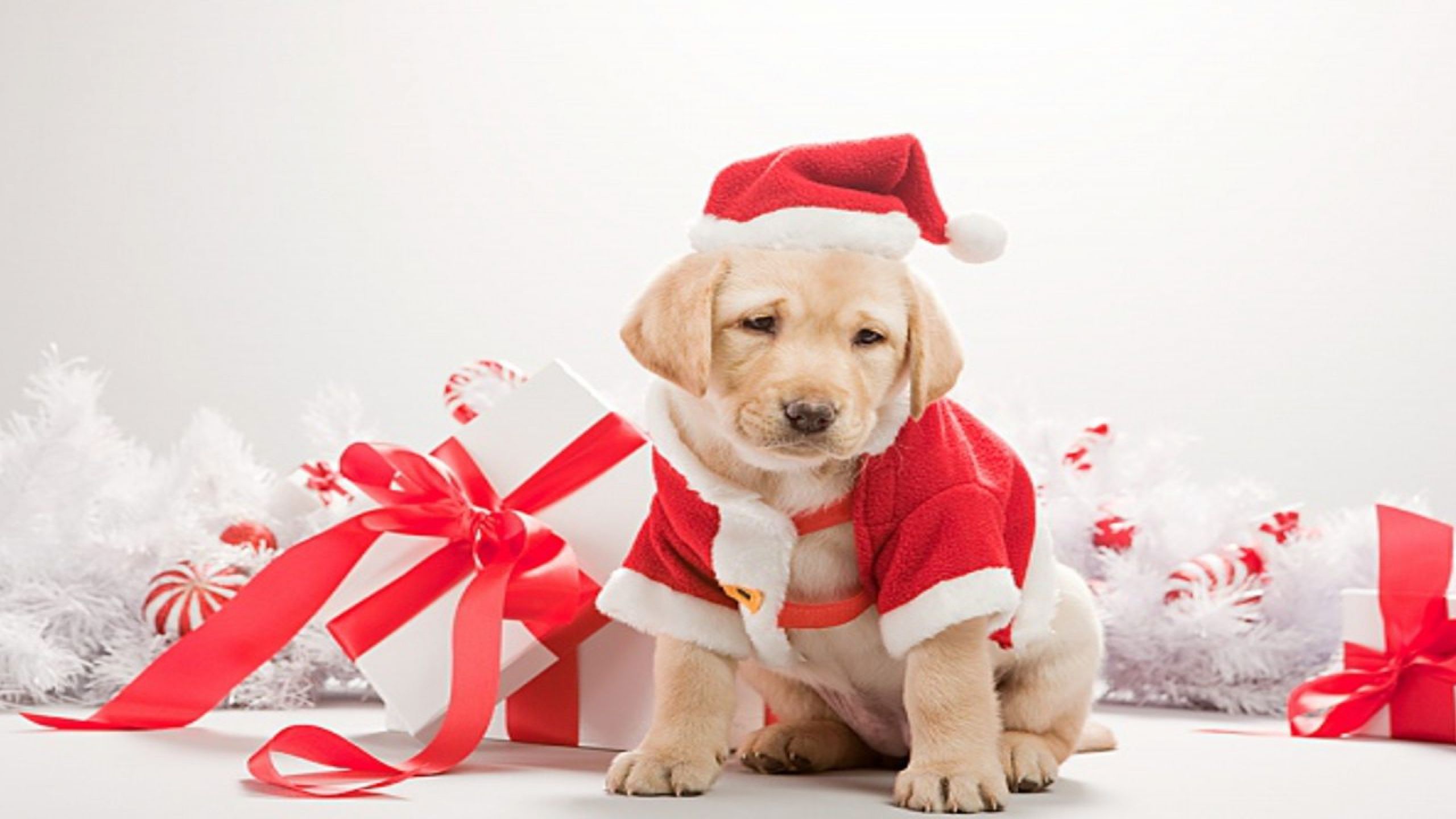 Christmas Puppy Desktop Wallpapers