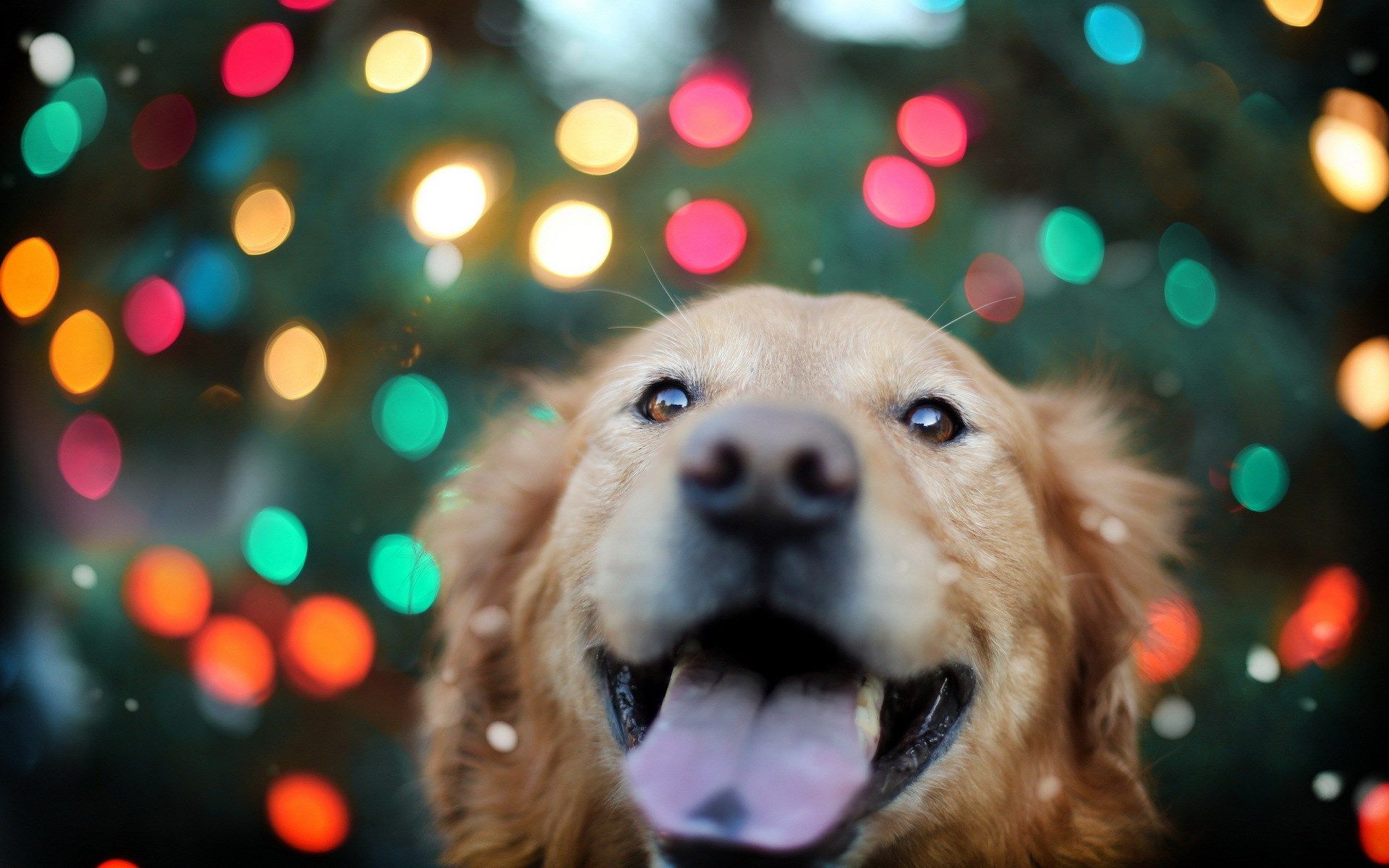 Christmas Puppy Desktop Wallpapers