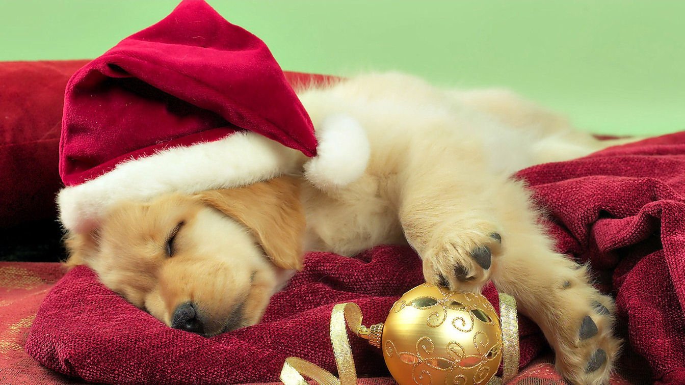 Christmas Puppy Desktop Wallpapers