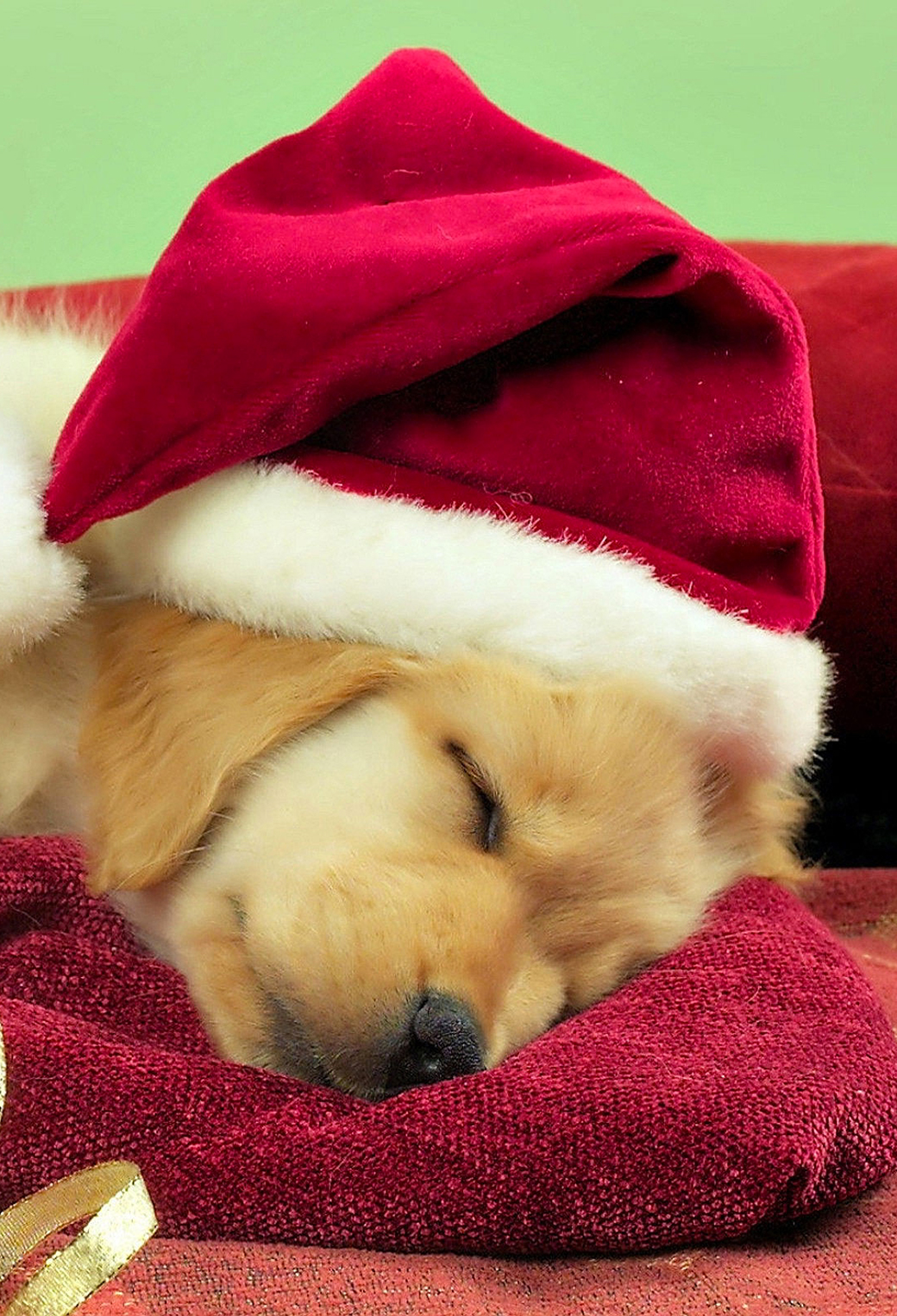 Christmas Puppy Desktop Wallpapers