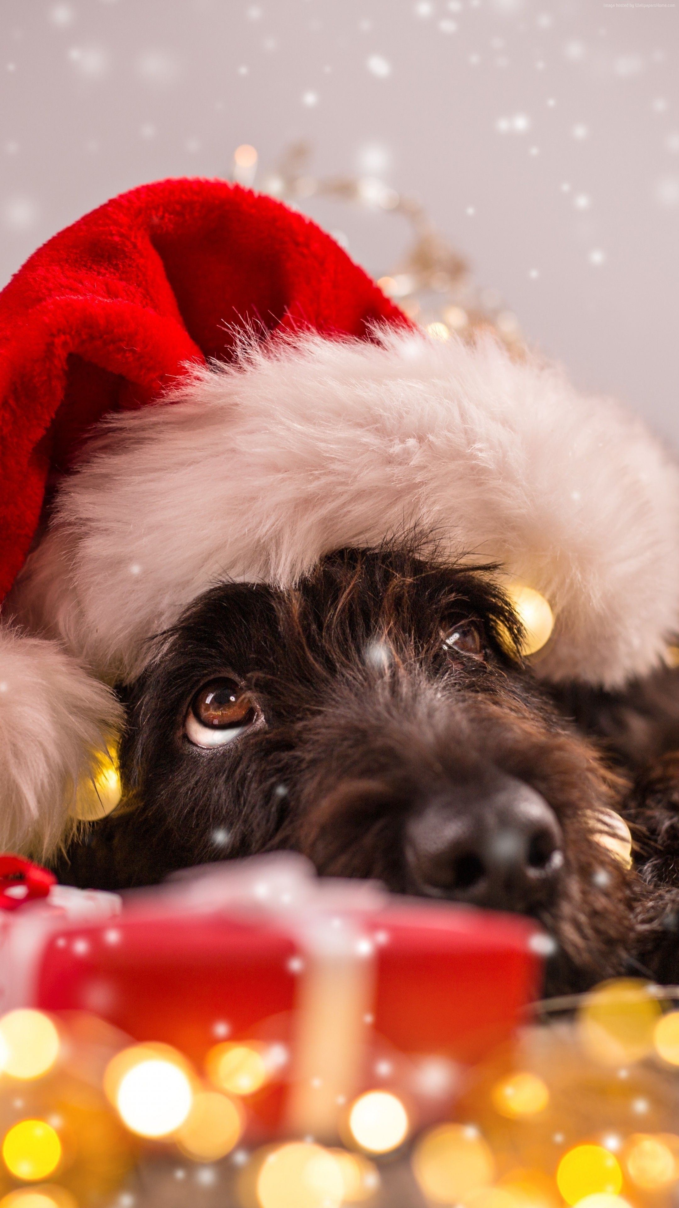 Christmas Puppy Desktop Wallpapers