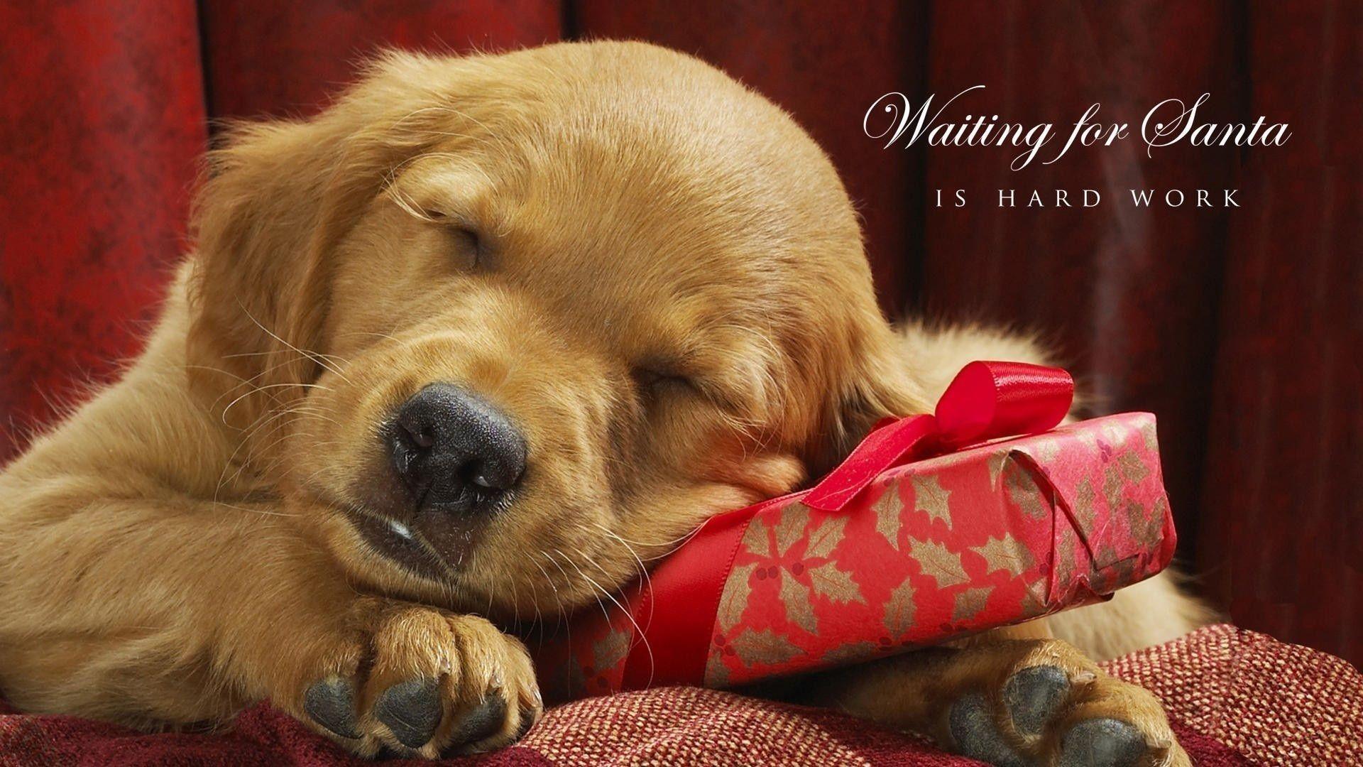 Christmas Puppy Desktop Wallpapers