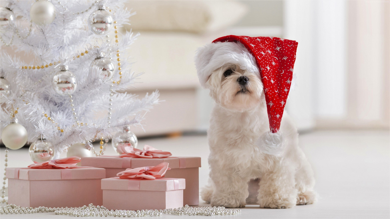 Christmas Puppy Desktop Wallpapers