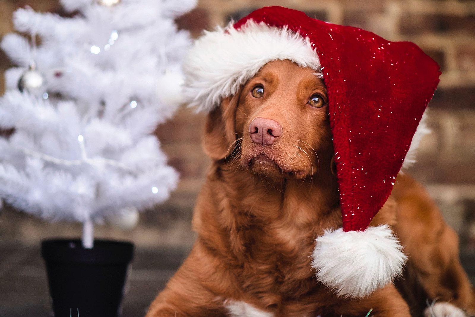 Christmas Puppy Desktop Wallpapers