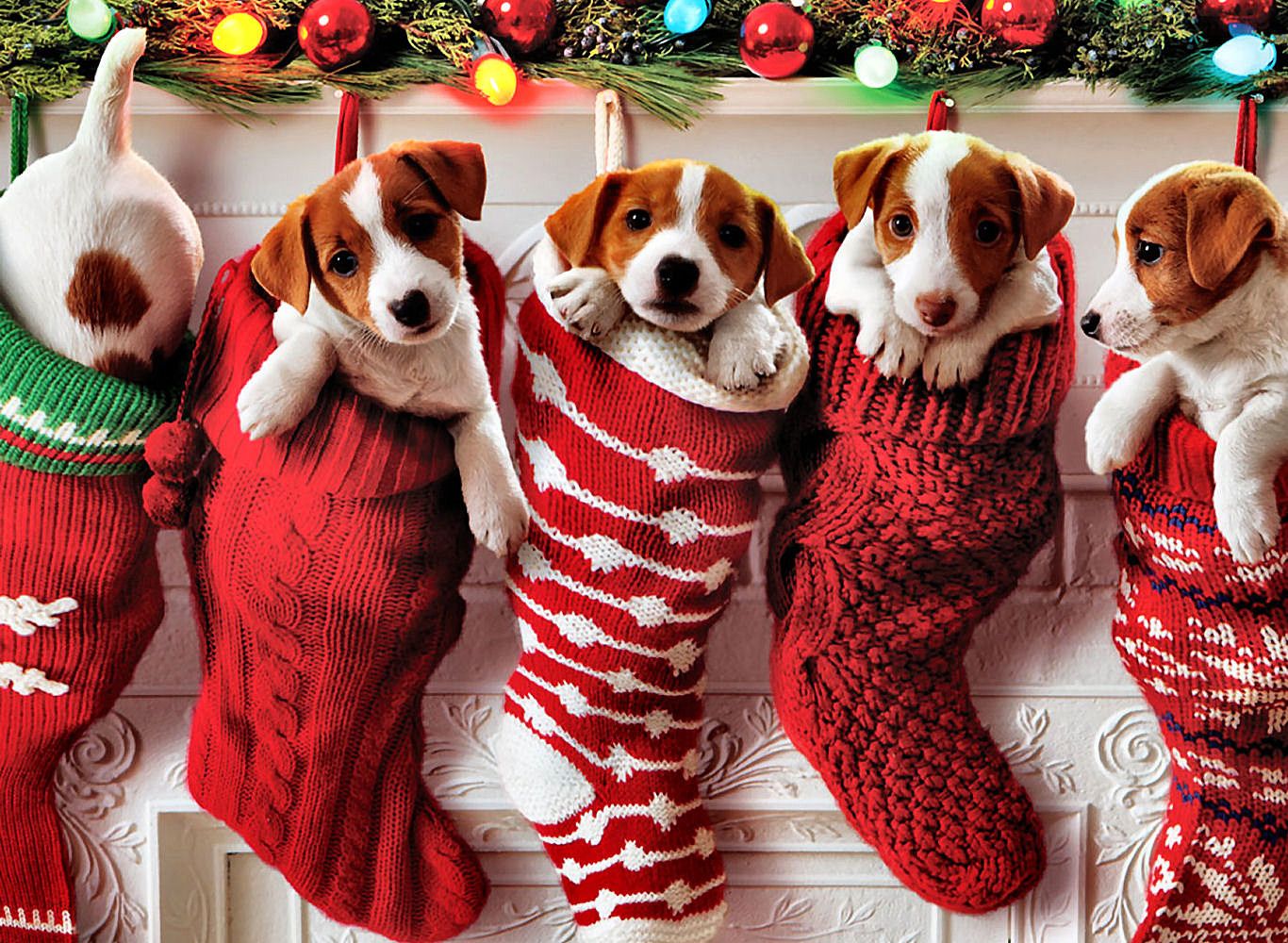 Christmas Puppy Desktop Wallpapers