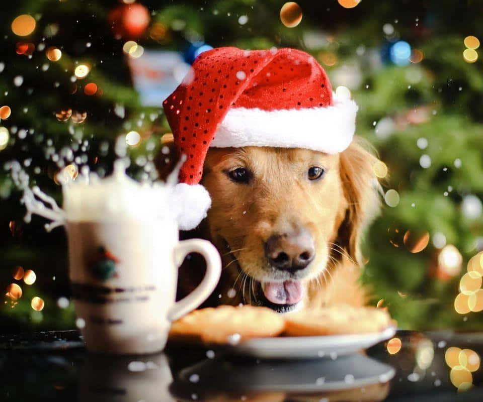 Christmas Puppy Desktop Wallpapers