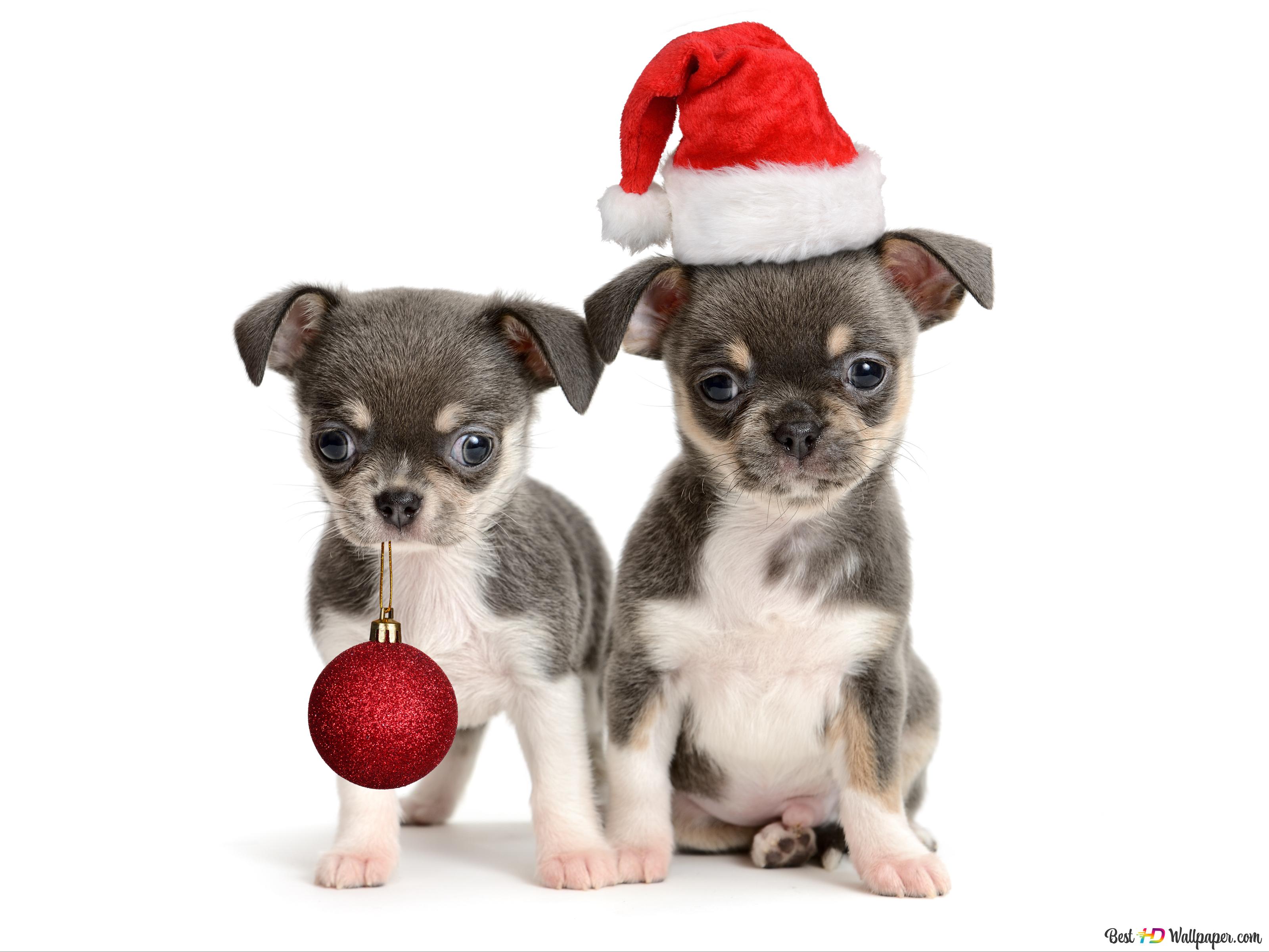 Christmas Puppy Desktop Wallpapers