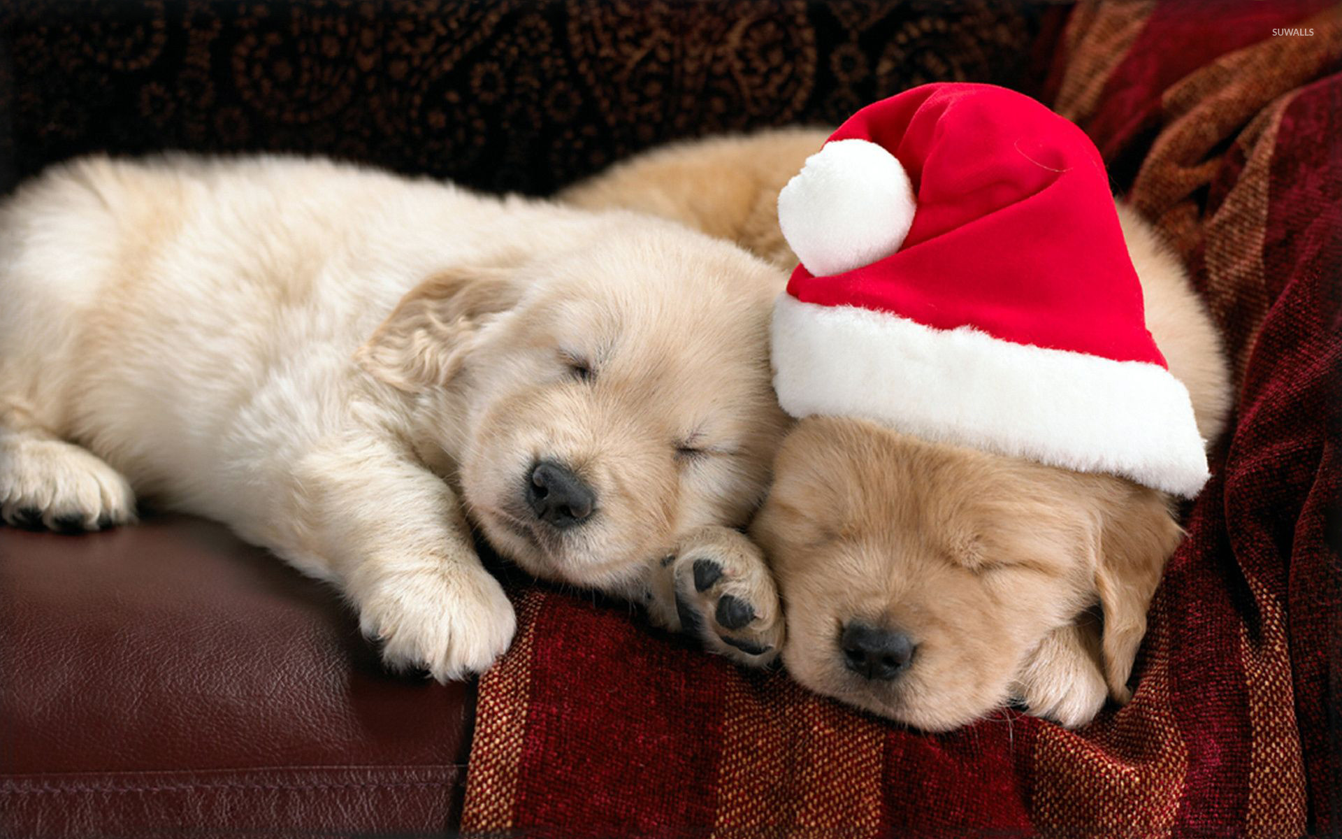 Christmas Puppy Desktop Wallpapers