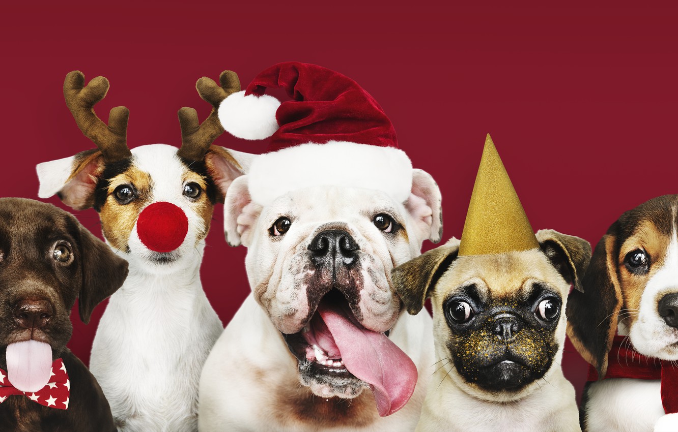 Christmas Puppy Desktop Wallpapers