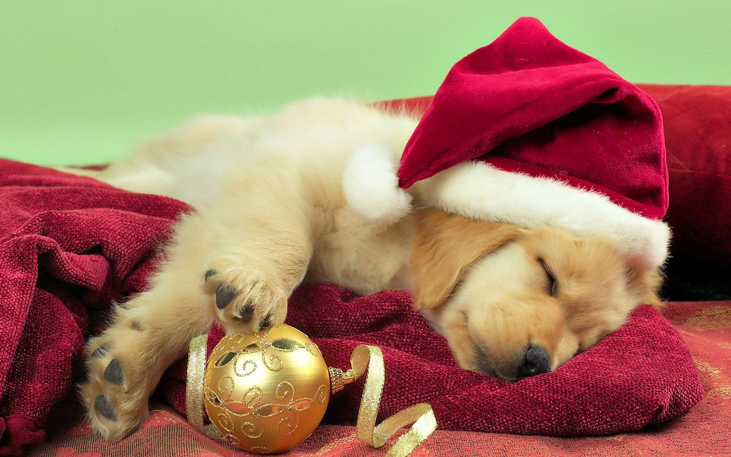 Christmas Puppy Wallpapers