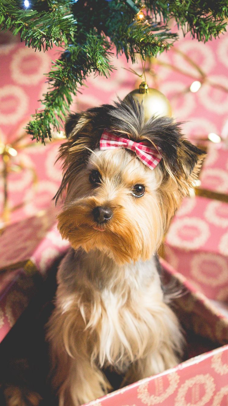 Christmas Puppy Wallpapers