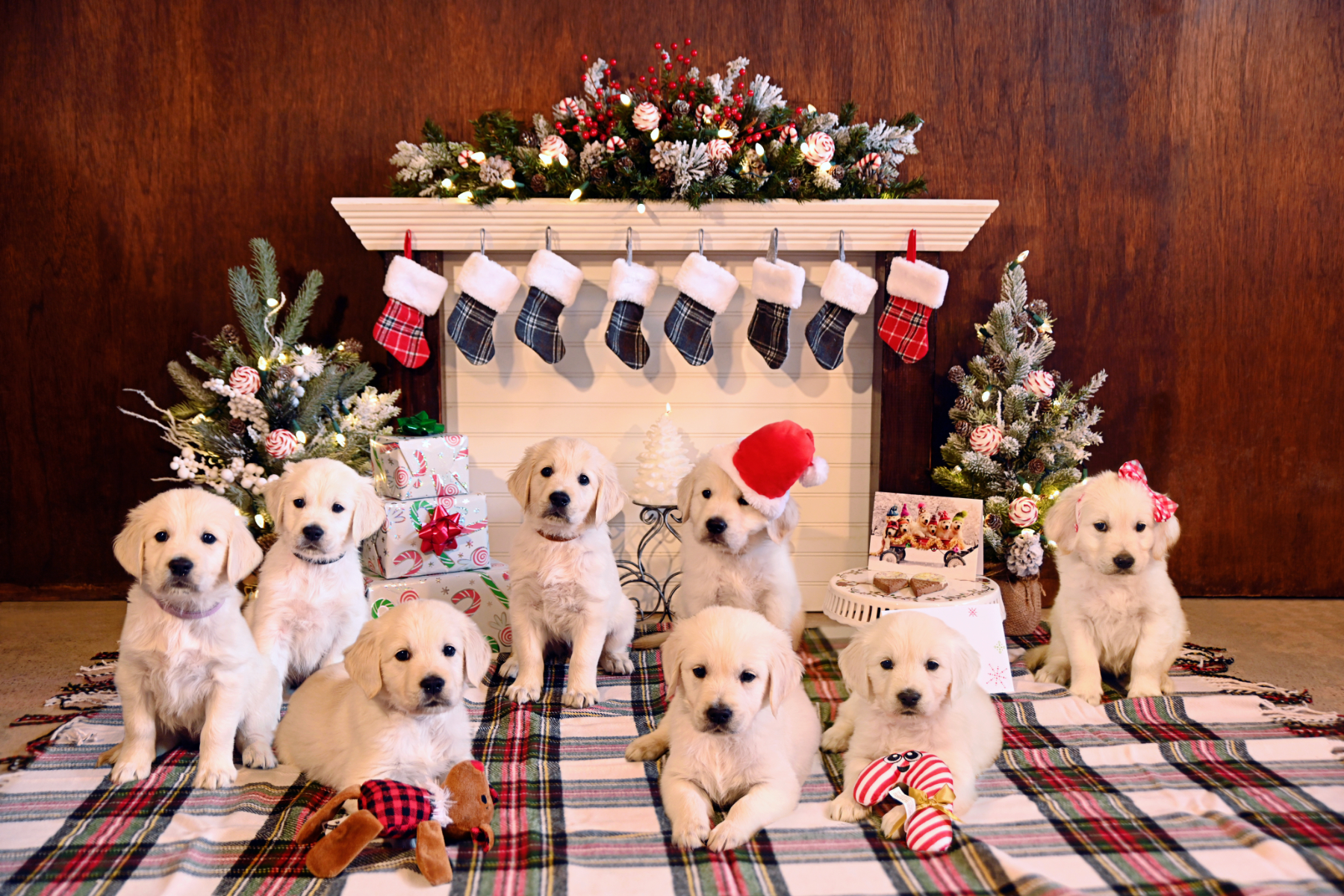 Christmas Puppy Wallpapers