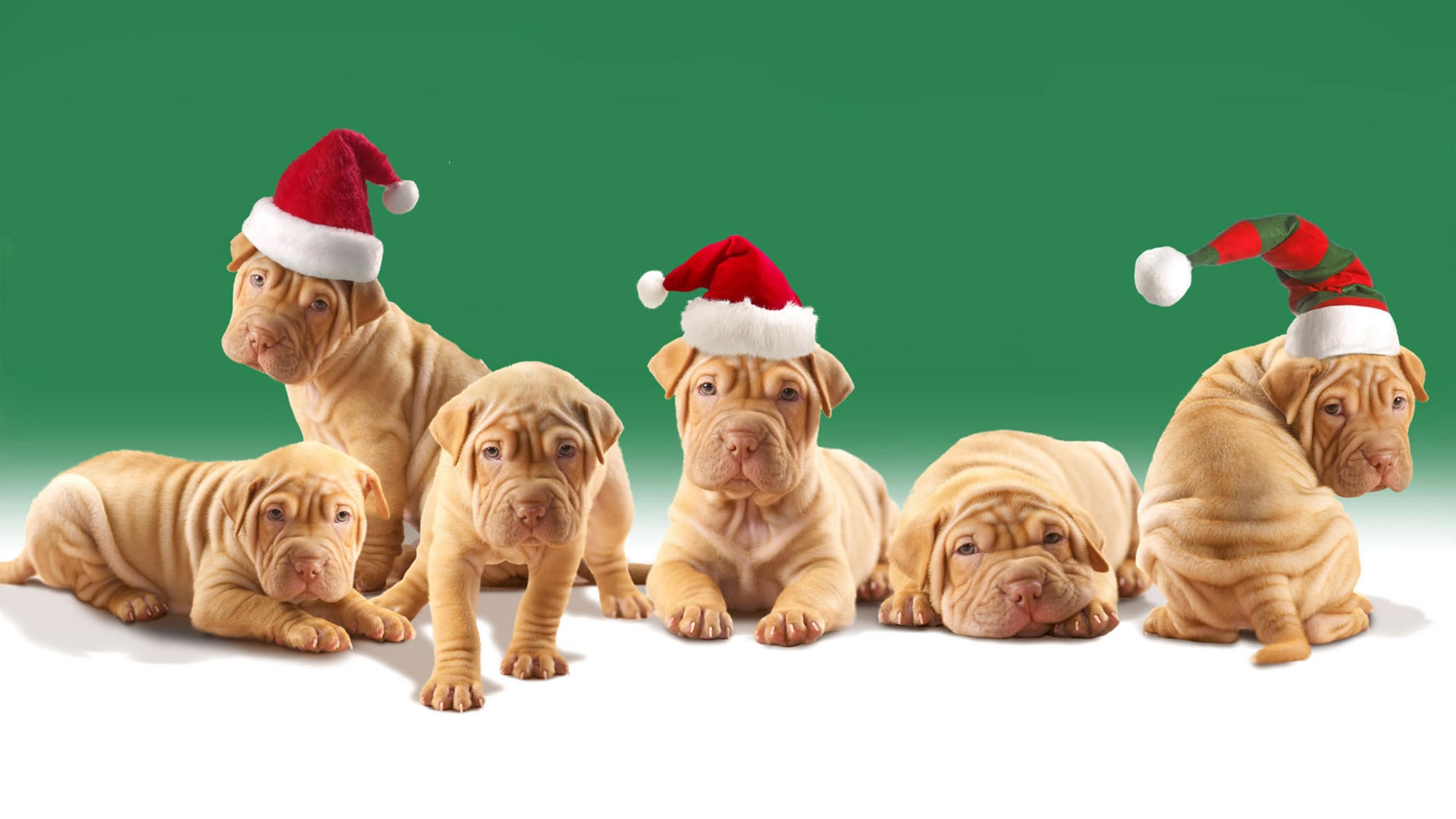 Christmas Puppy Wallpapers