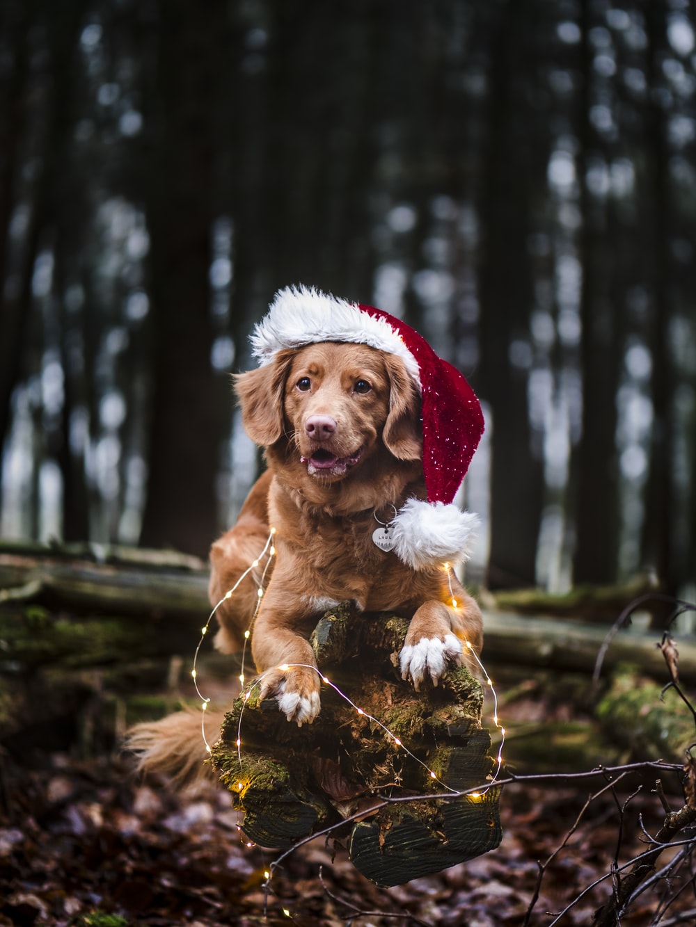 Christmas Puppy Wallpapers