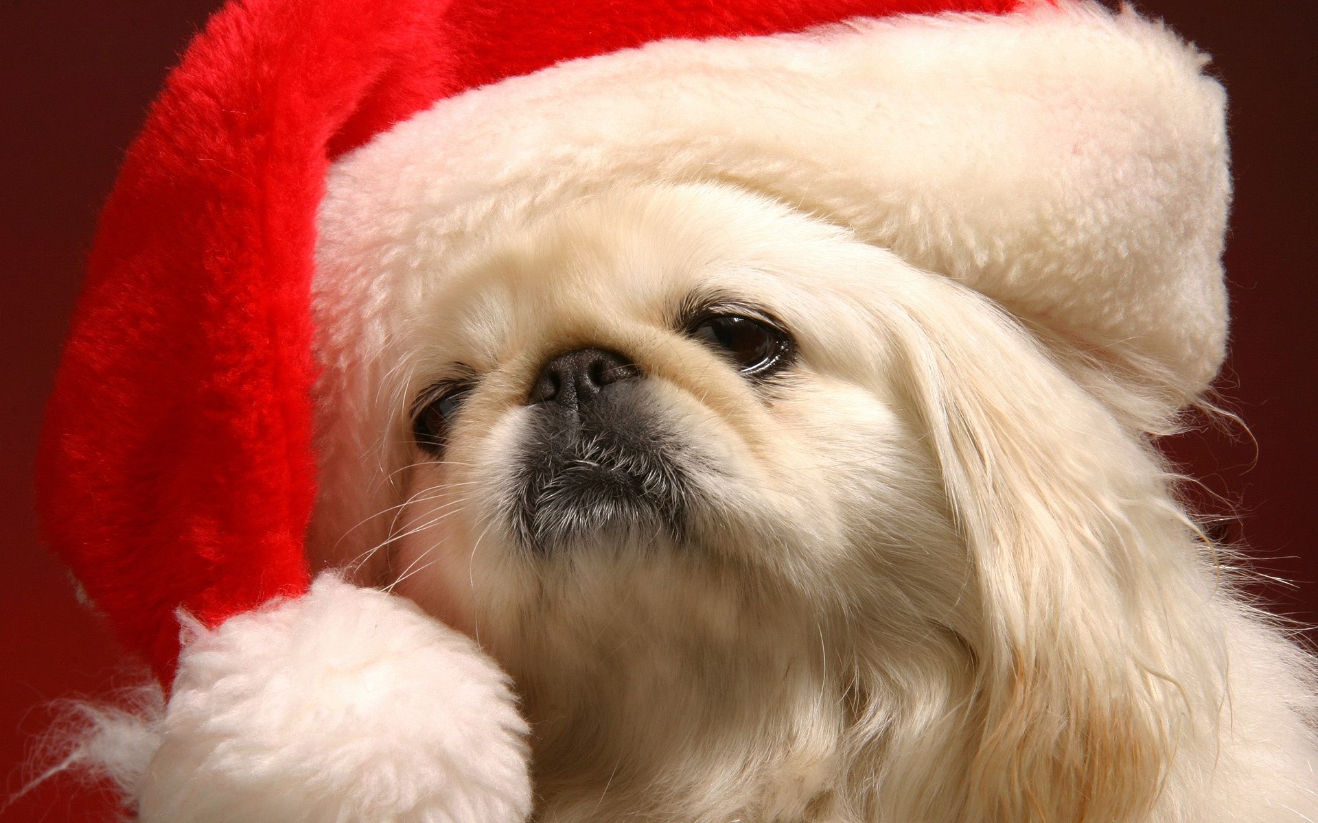 Christmas Puppy Wallpapers