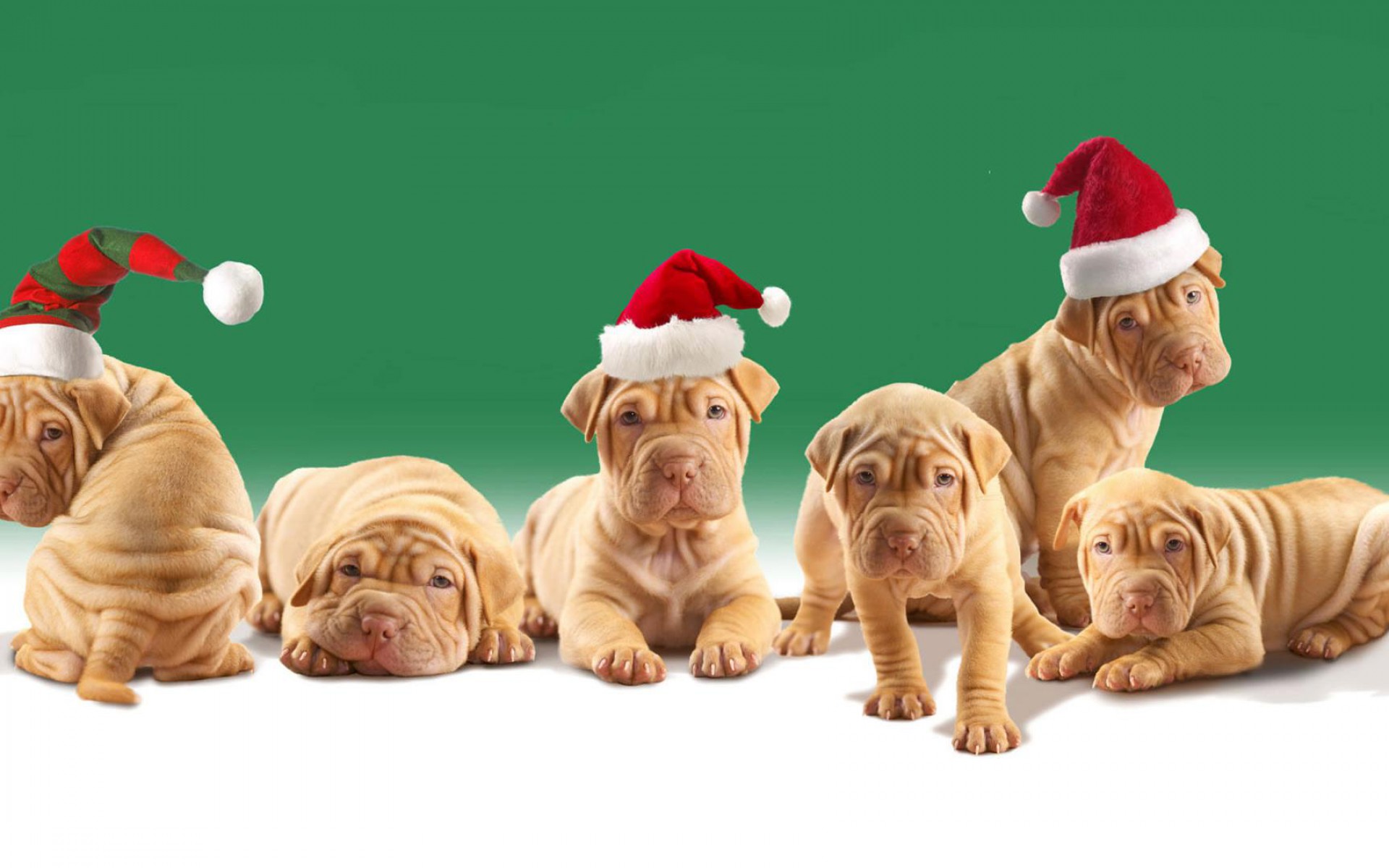 Christmas Puppy Wallpapers