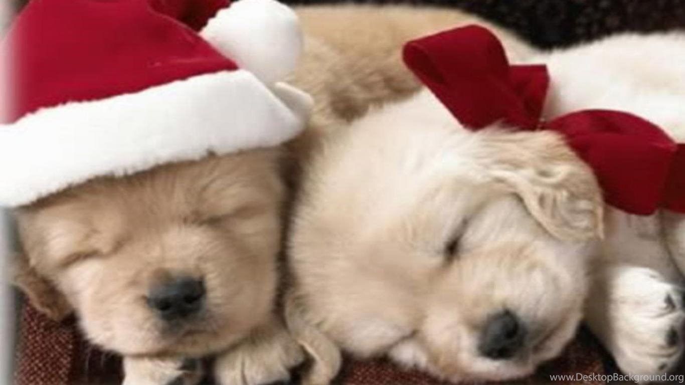 Christmas Puppy Wallpapers