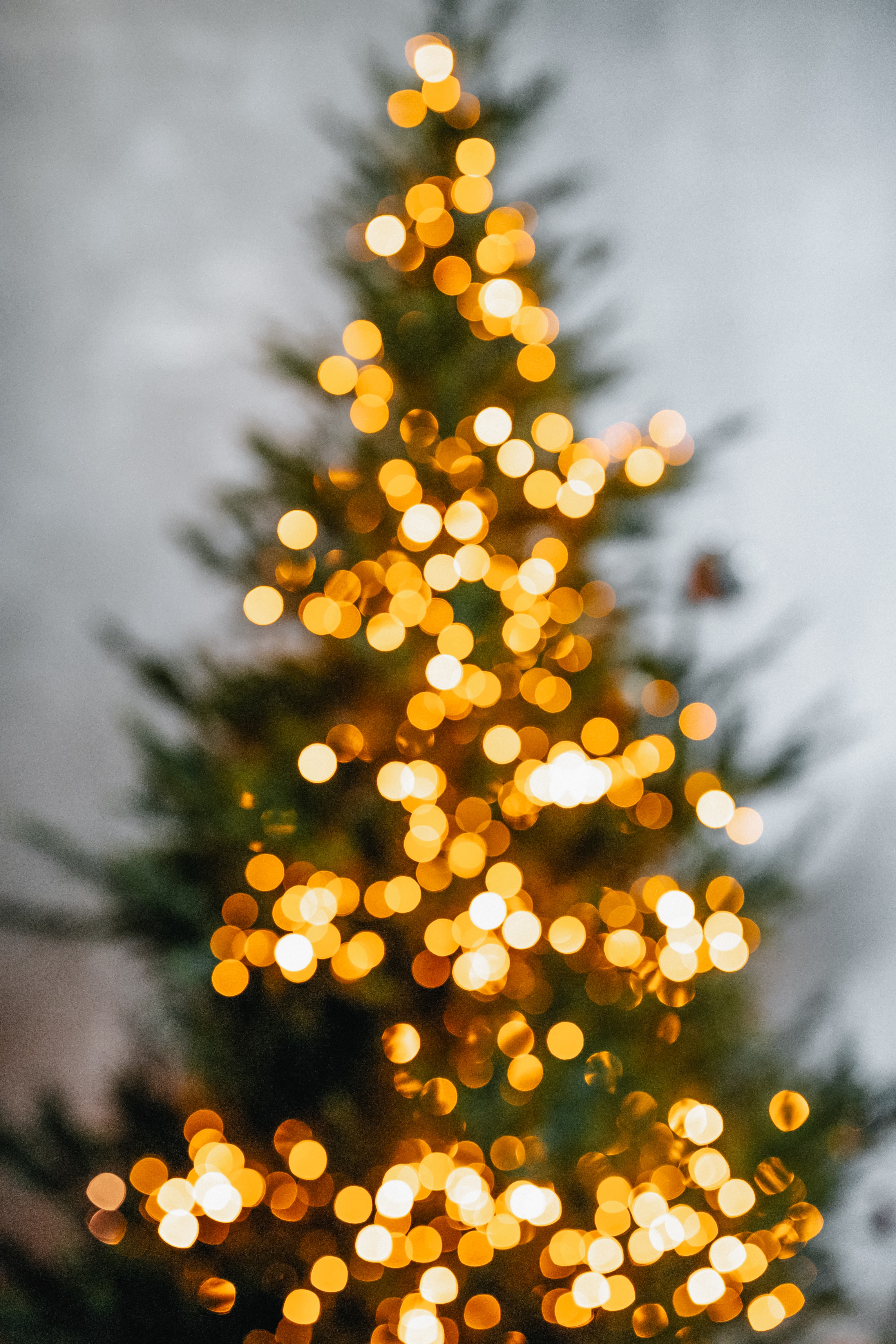 Christmas Trees Wallpapers