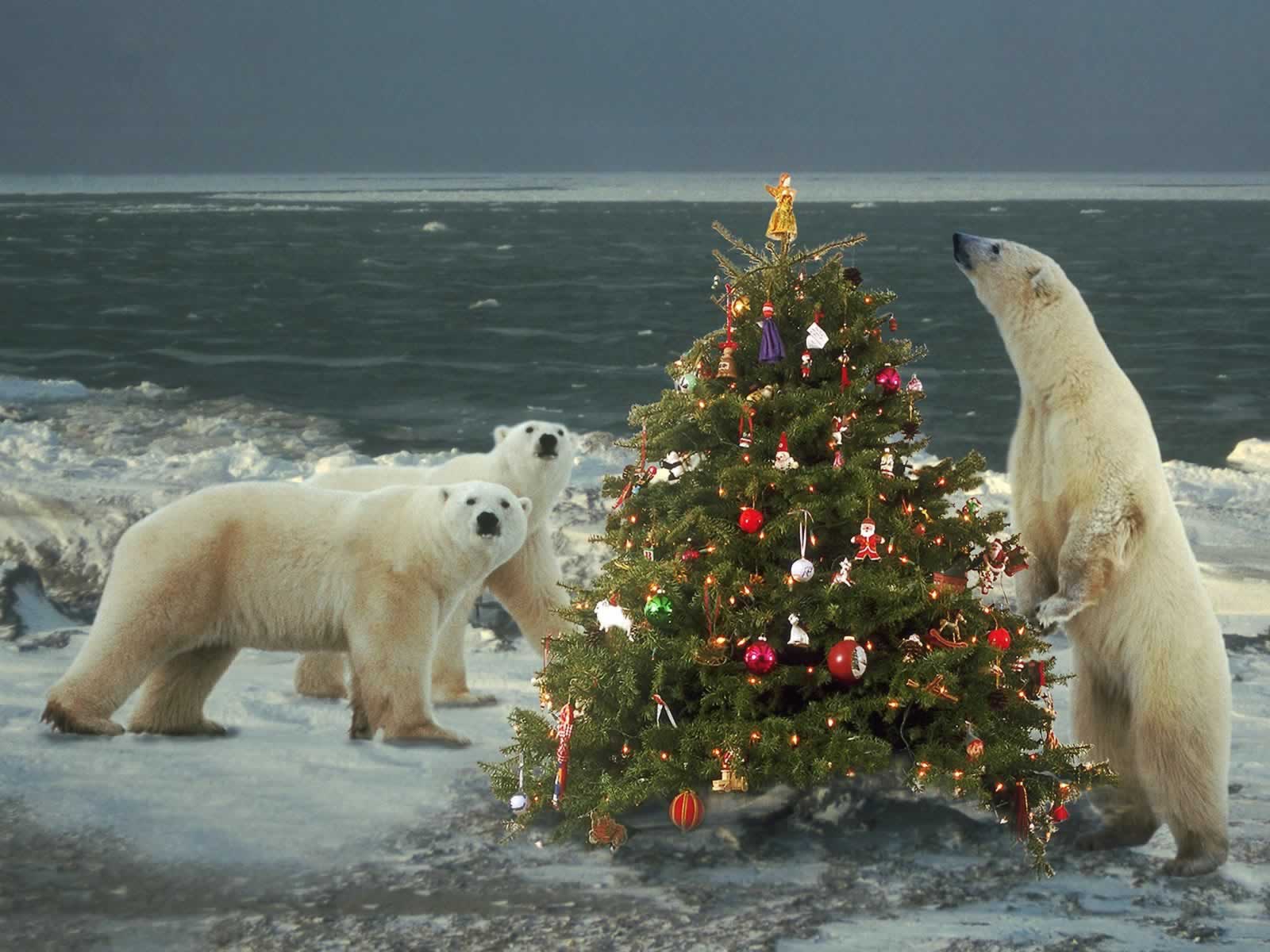 Christmas Wild Animals Wallpapers