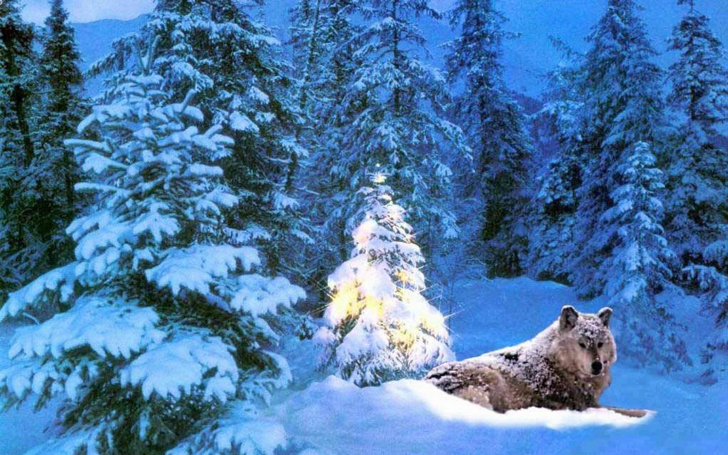 Christmas Wild Animals Wallpapers