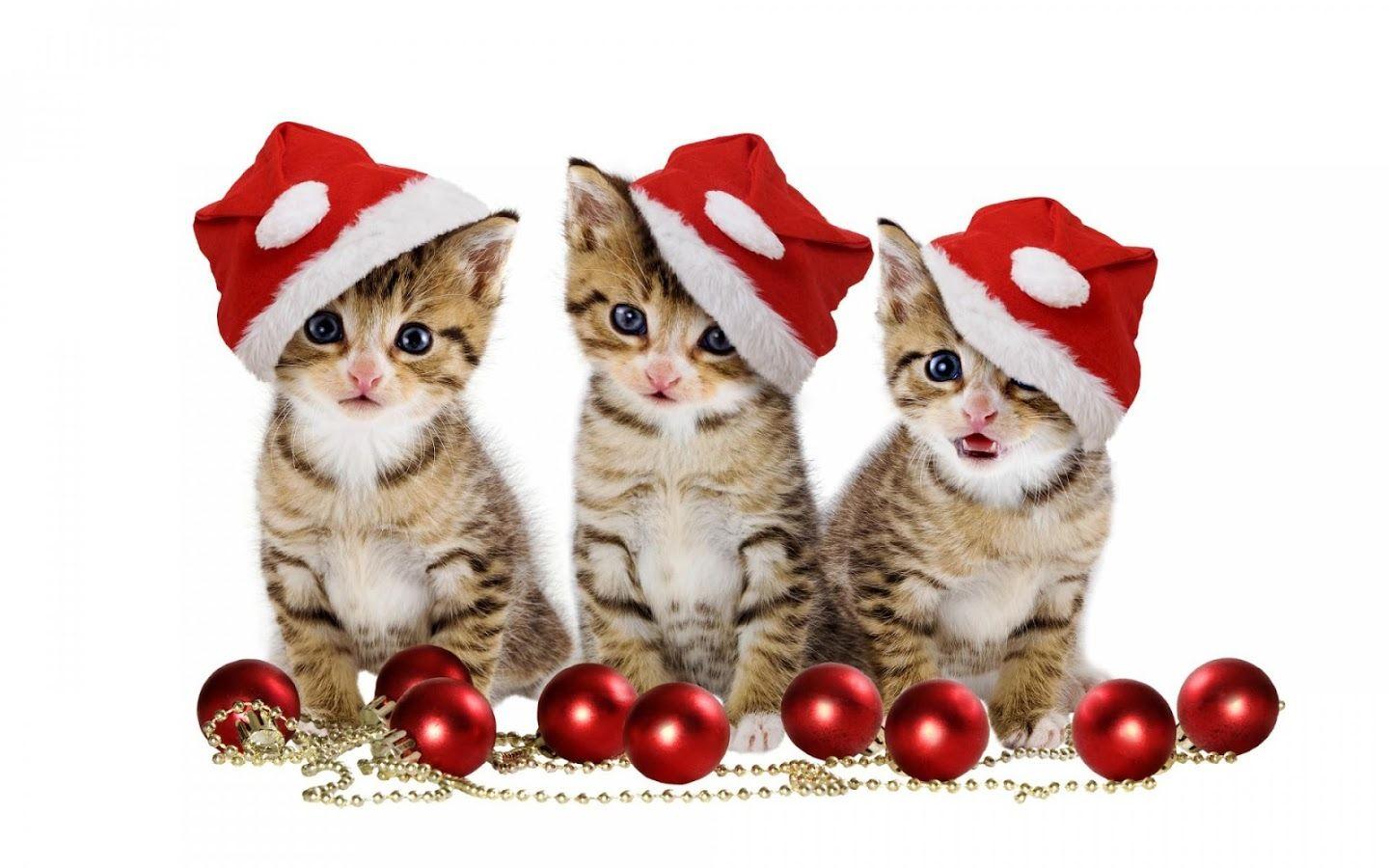 Christmas Wild Animals Wallpapers