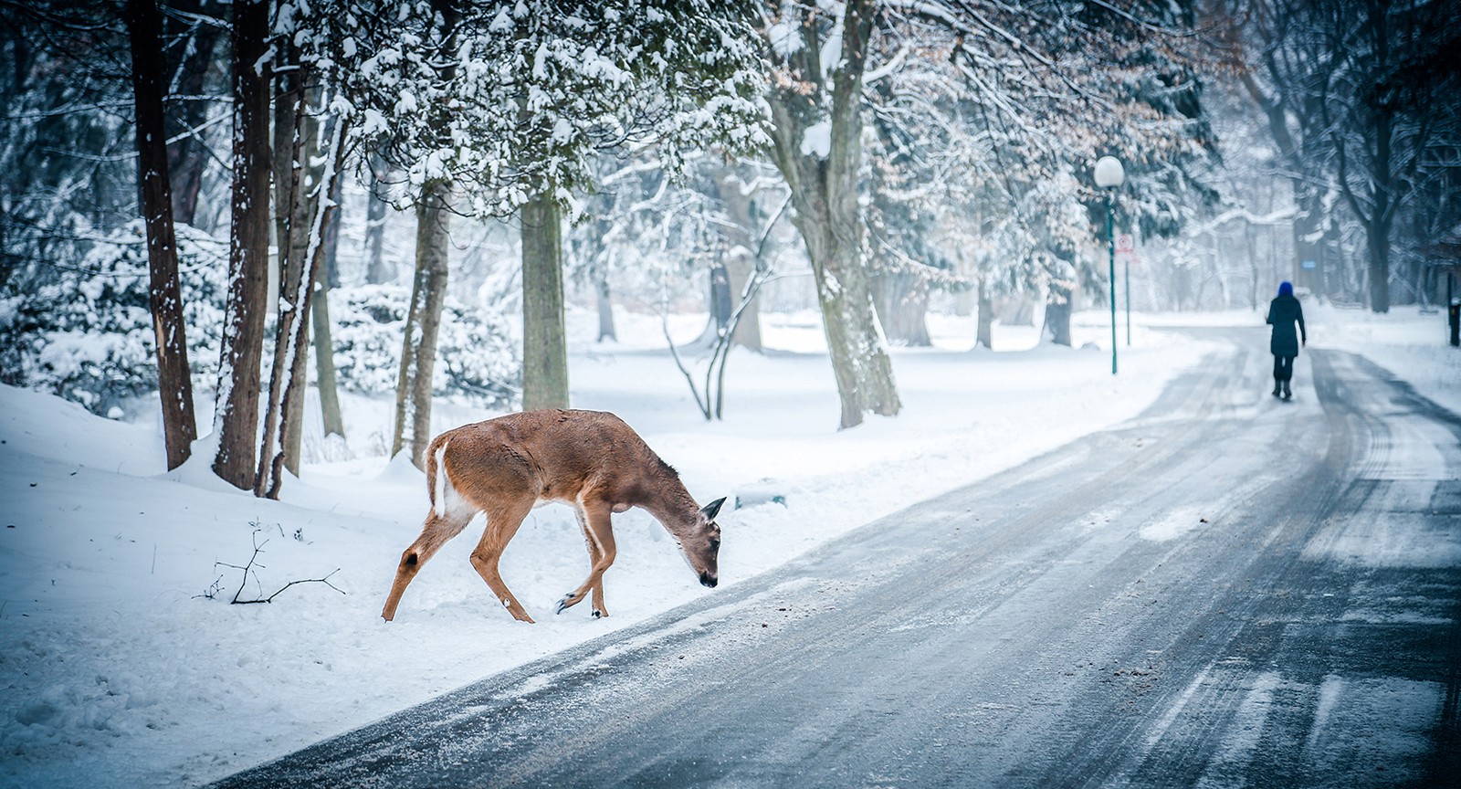 Christmas Wild Animals Wallpapers