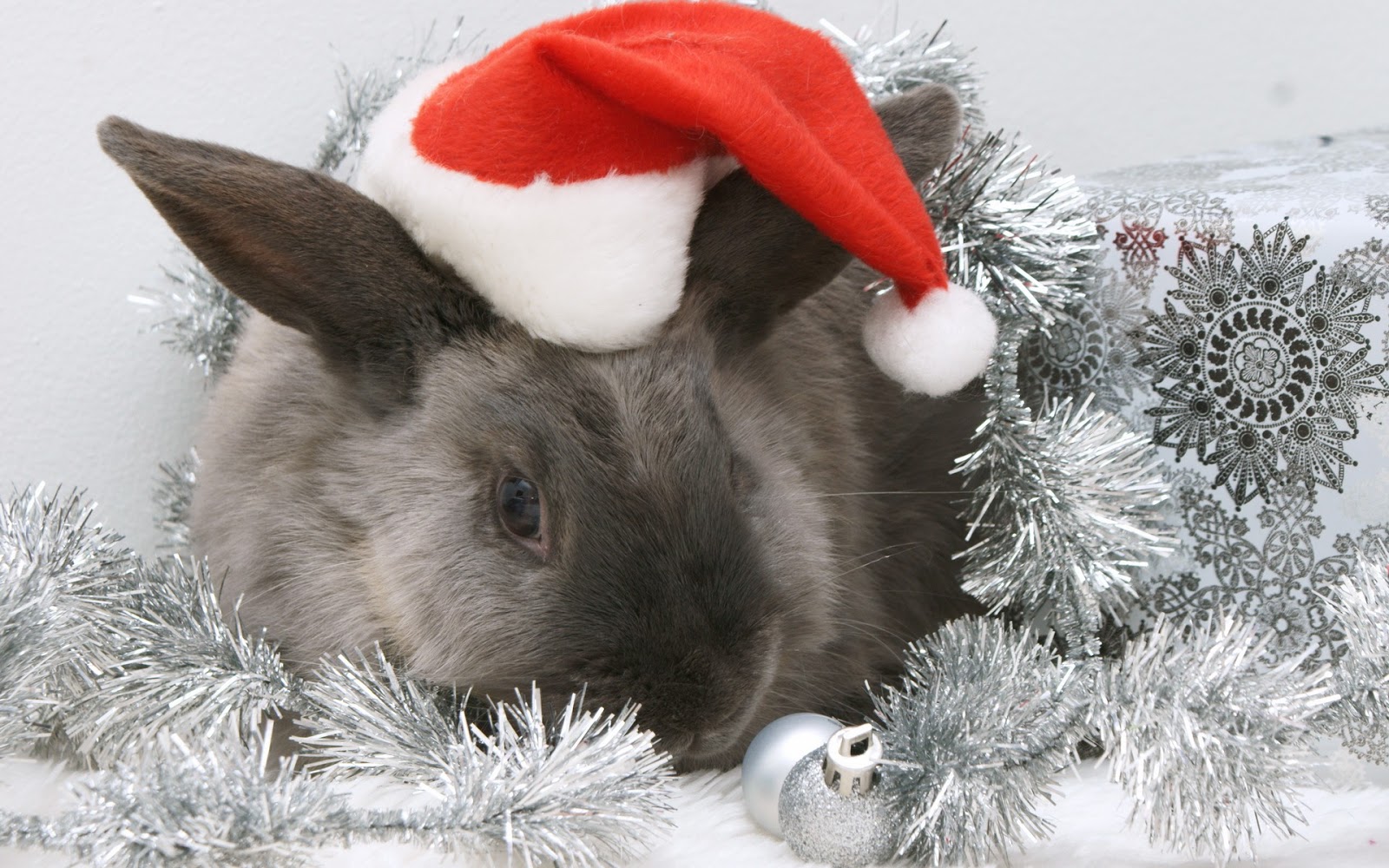 Christmas Wild Animals Wallpapers