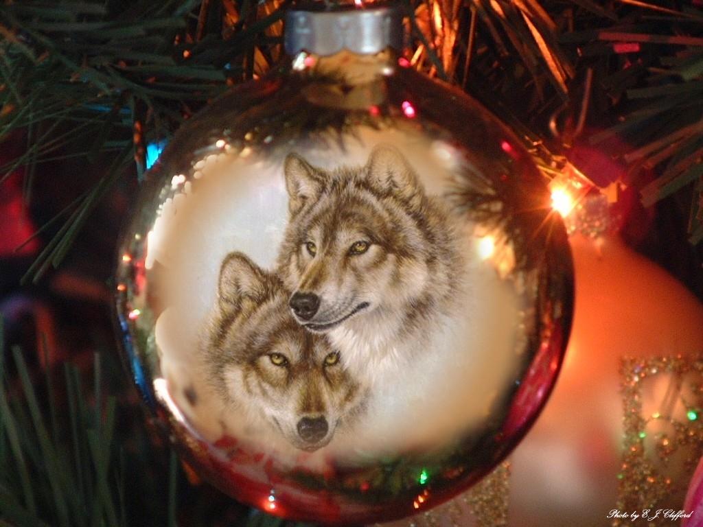 Christmas Wolf Wallpapers