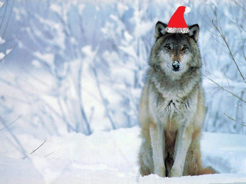 Christmas Wolf Wallpapers