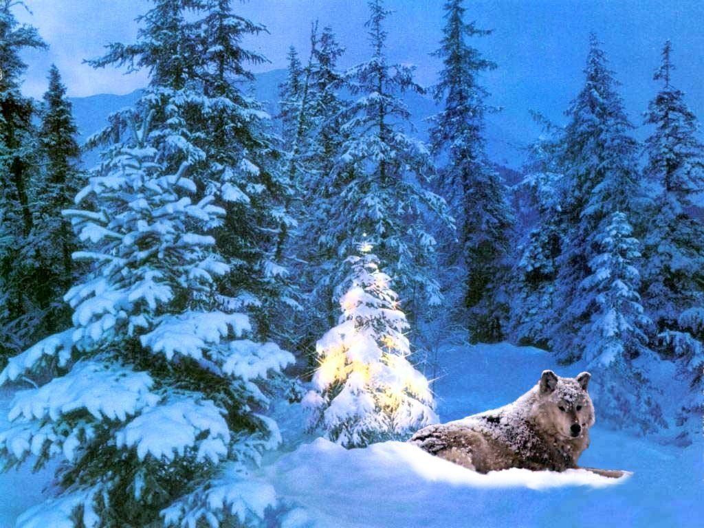 Christmas Wolf Wallpapers