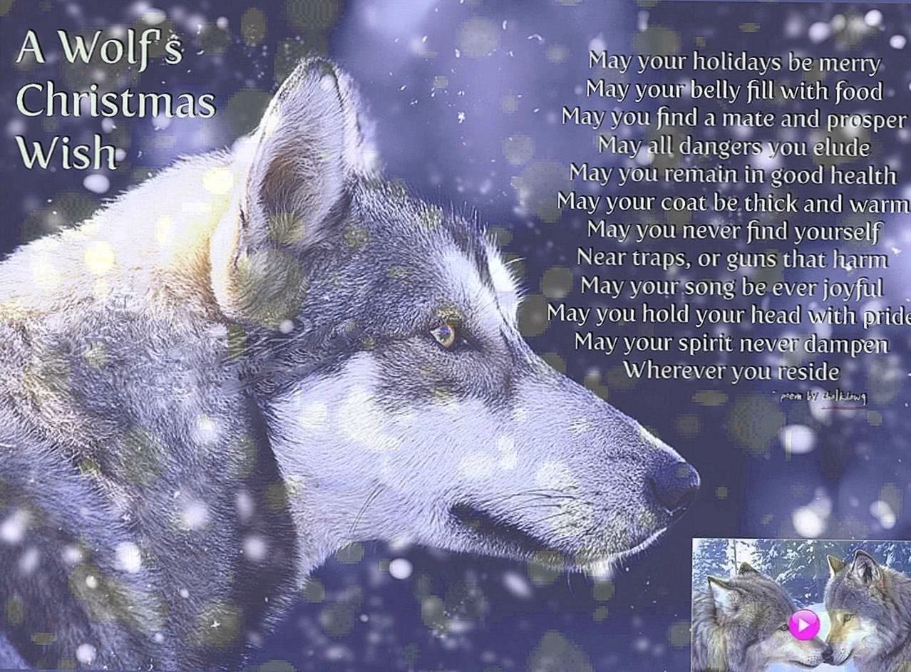 Christmas Wolf Wallpapers