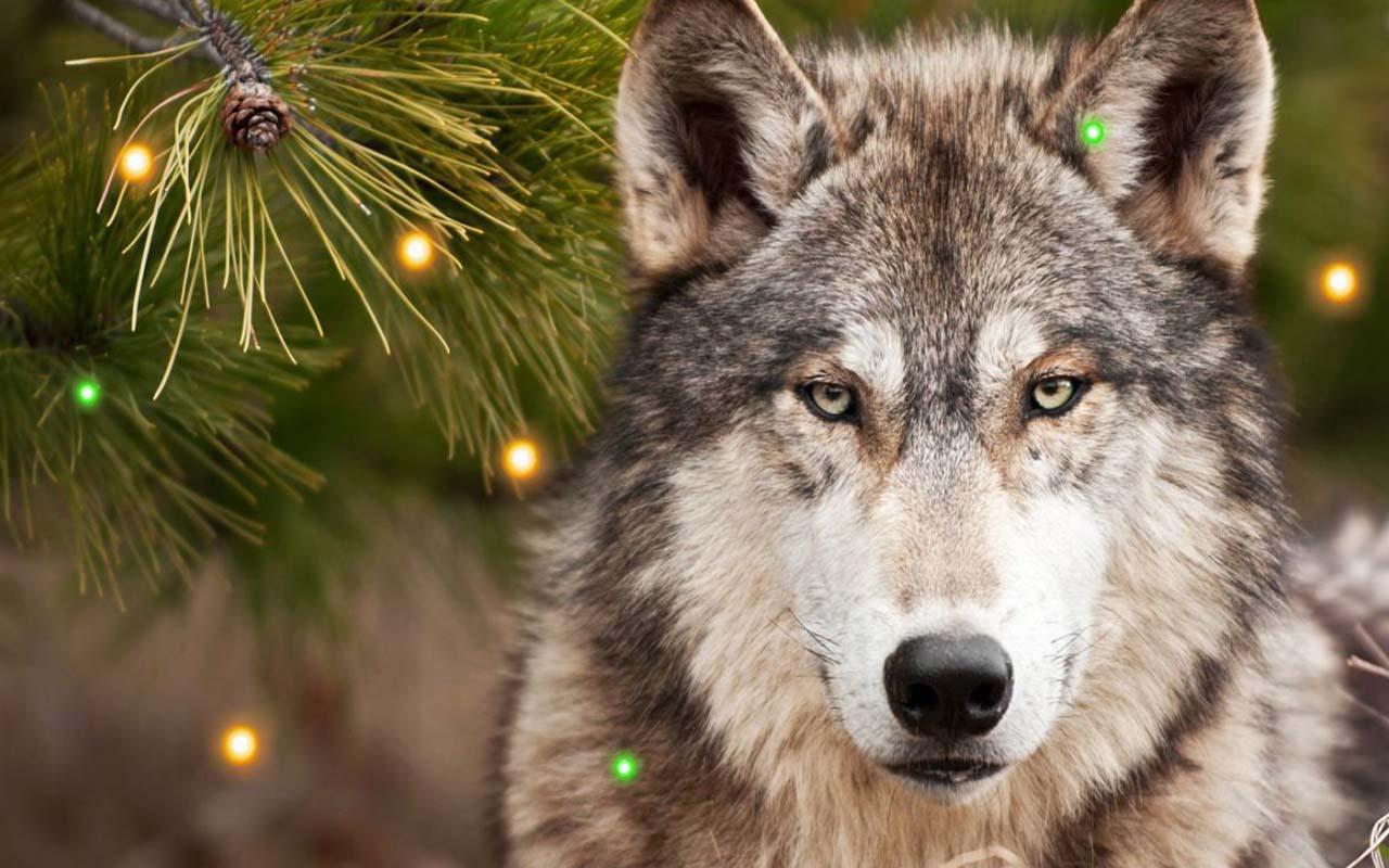 Christmas Wolf Wallpapers