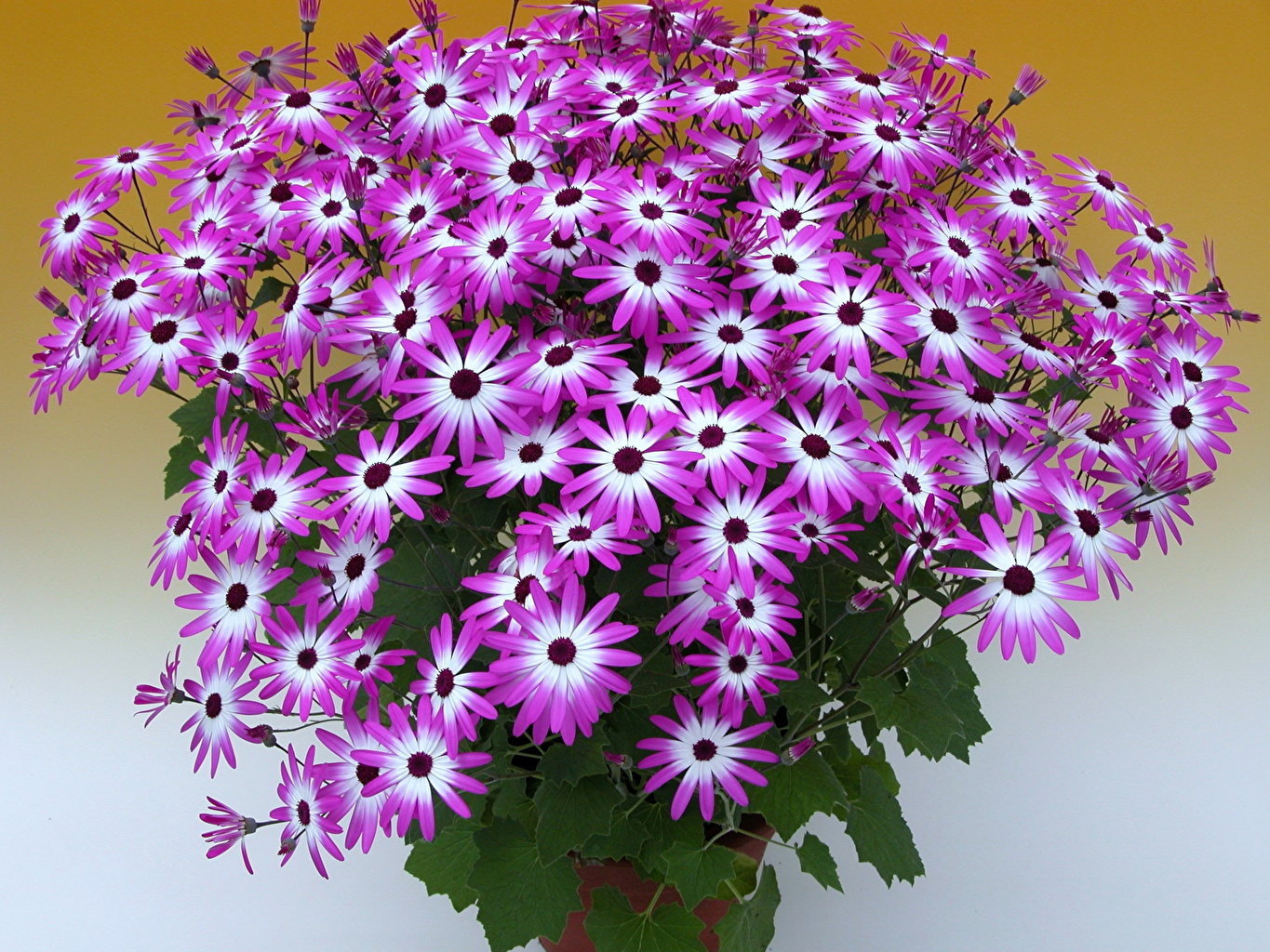 Cineraria Wallpapers