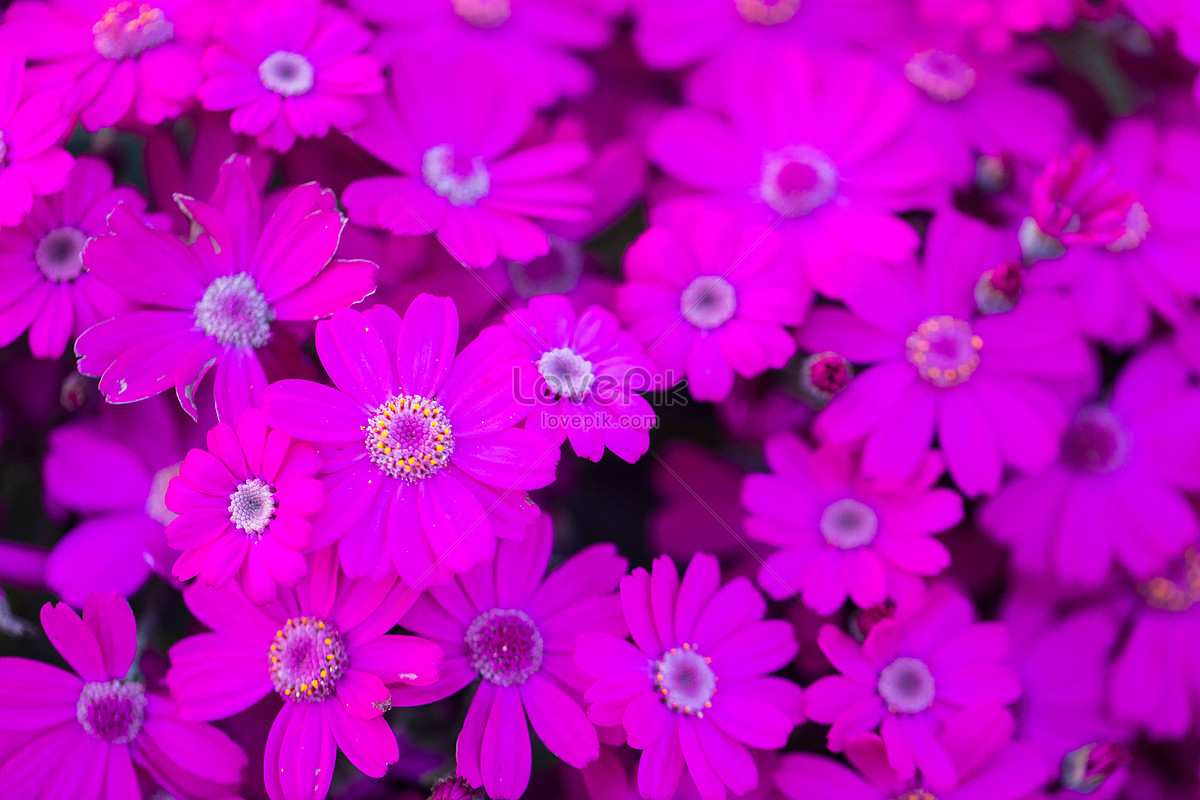 Cineraria Wallpapers