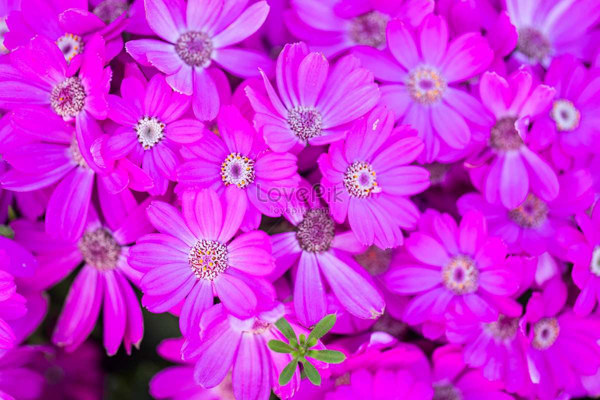 Cineraria Wallpapers