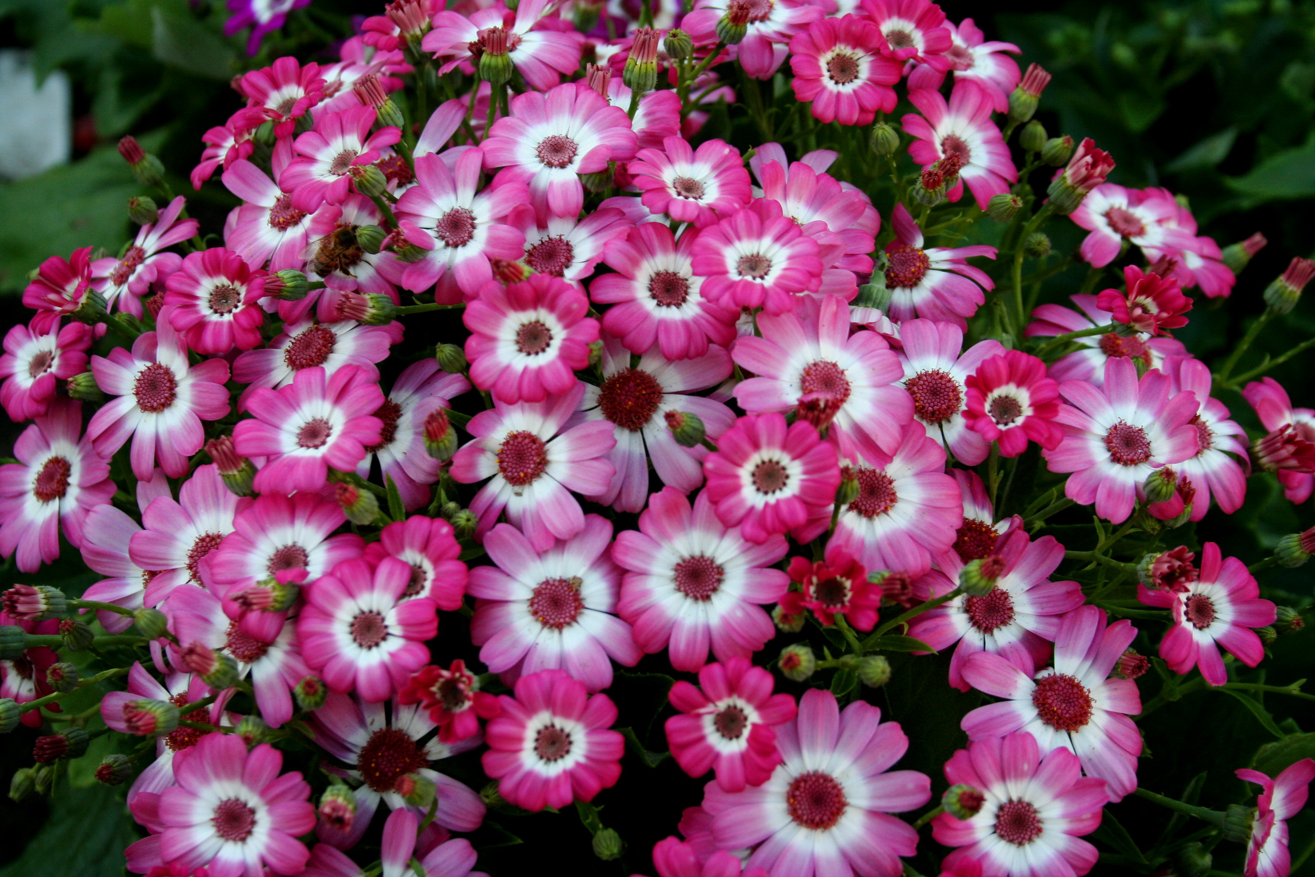 Cineraria Wallpapers