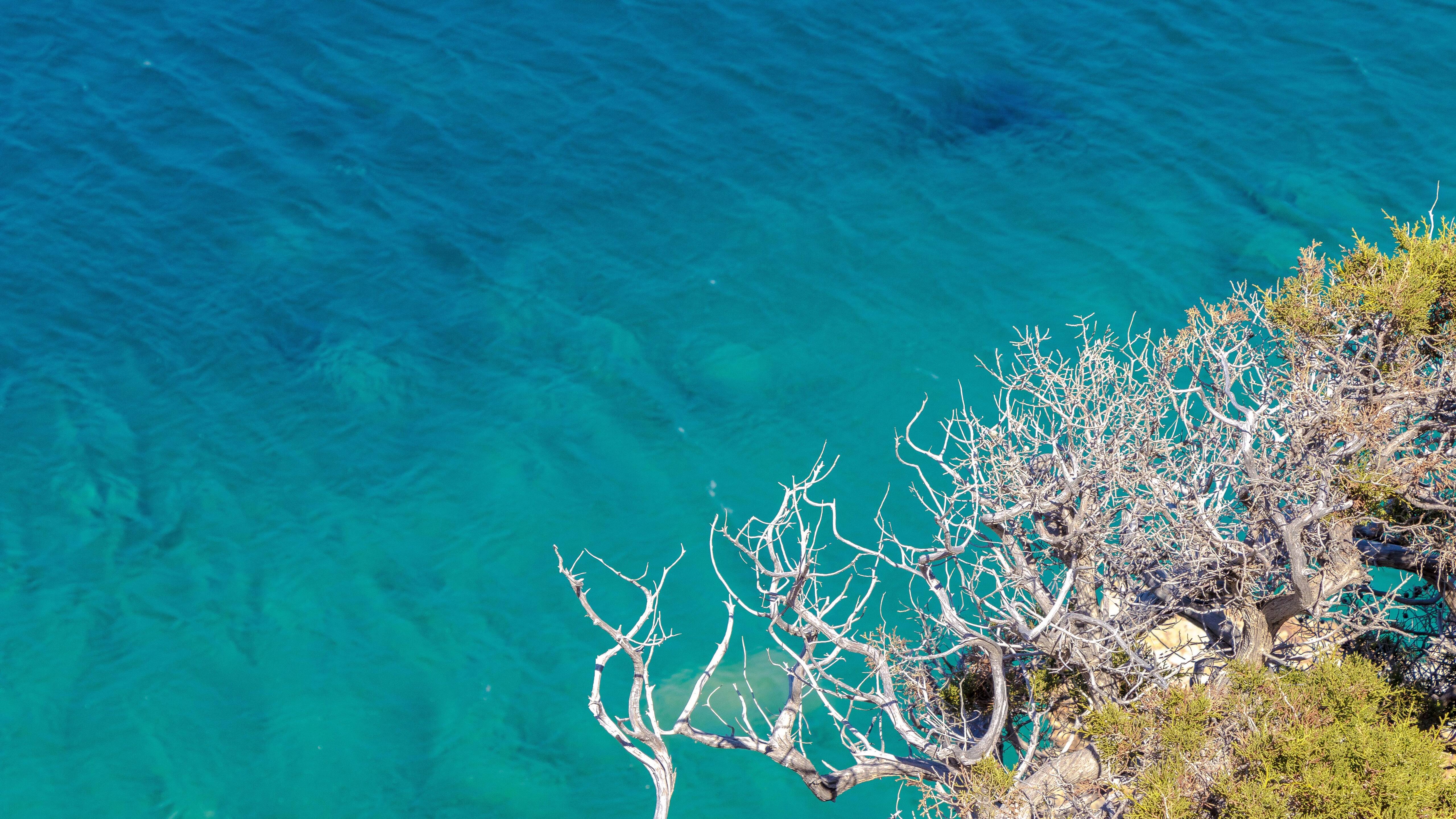 Clear Sea Trees Branches Wallpapers