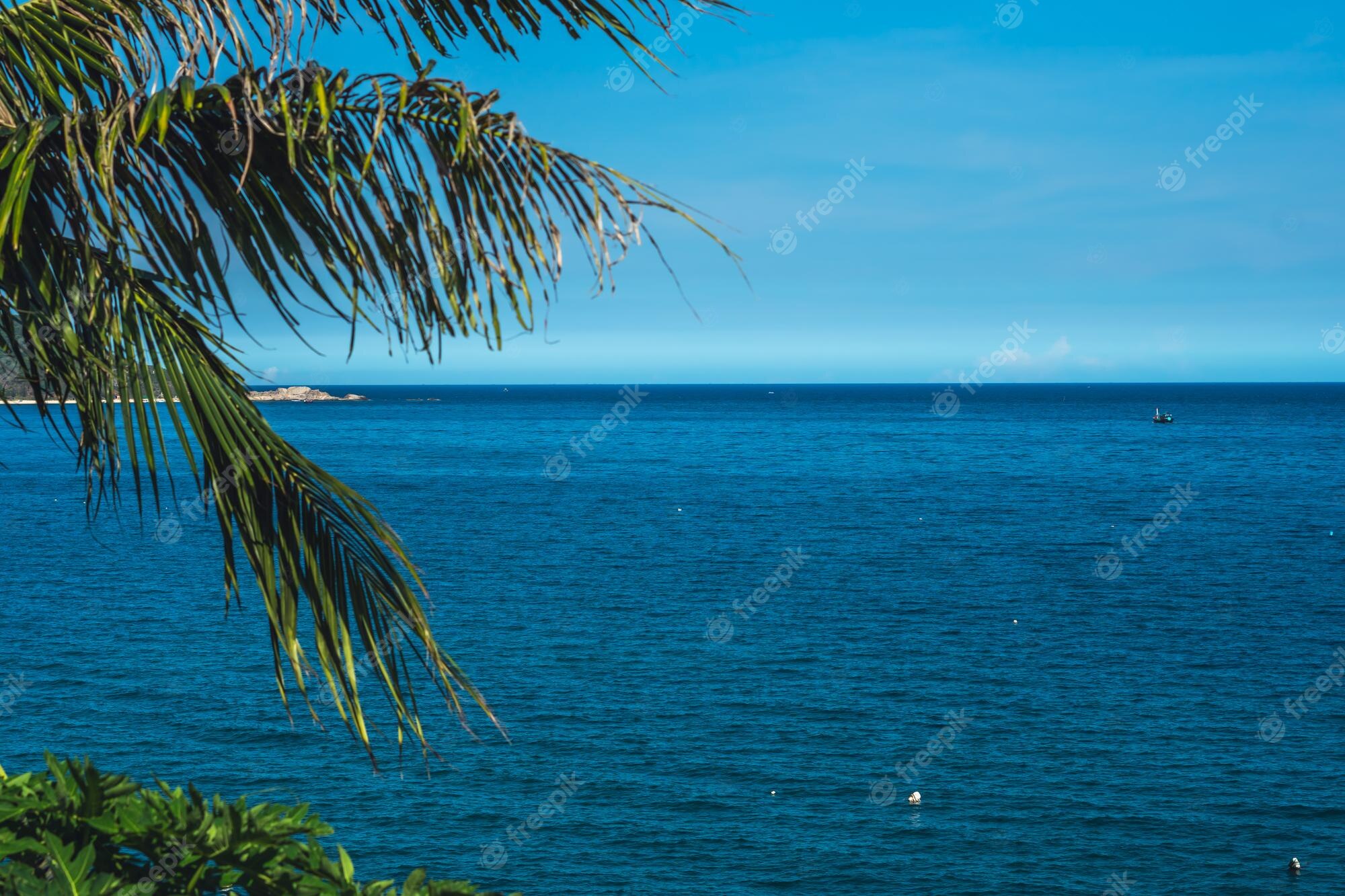 Clear Sea Trees Branches Wallpapers