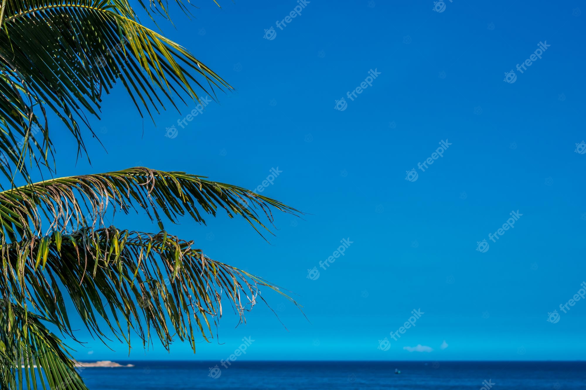 Clear Sea Trees Branches Wallpapers