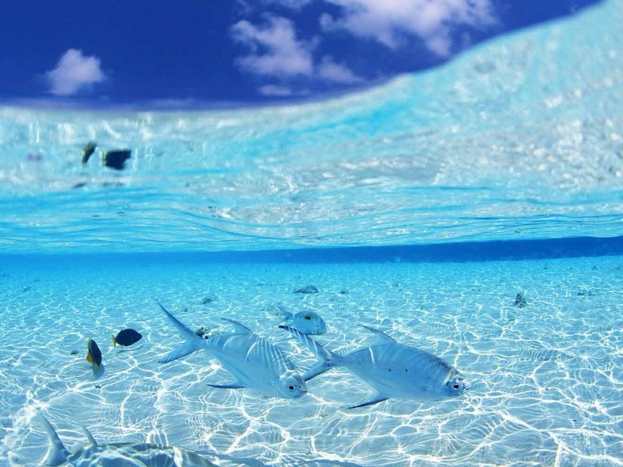 Clear Water Wallpapers