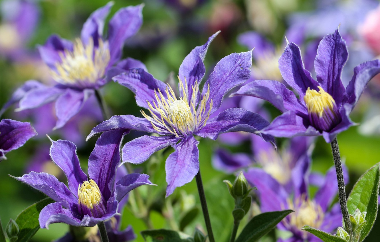 Clematis Wallpapers