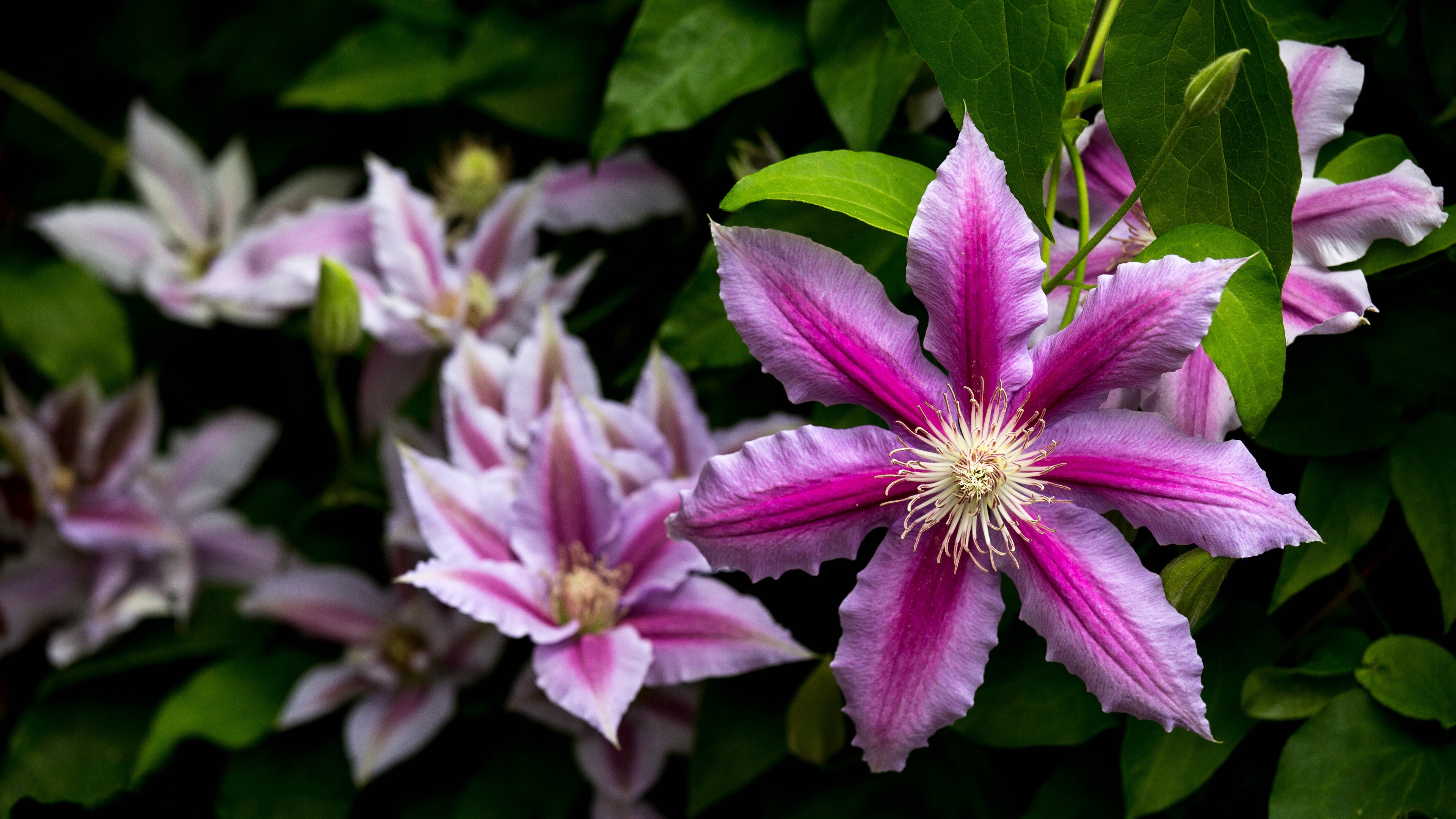 Clematis Wallpapers