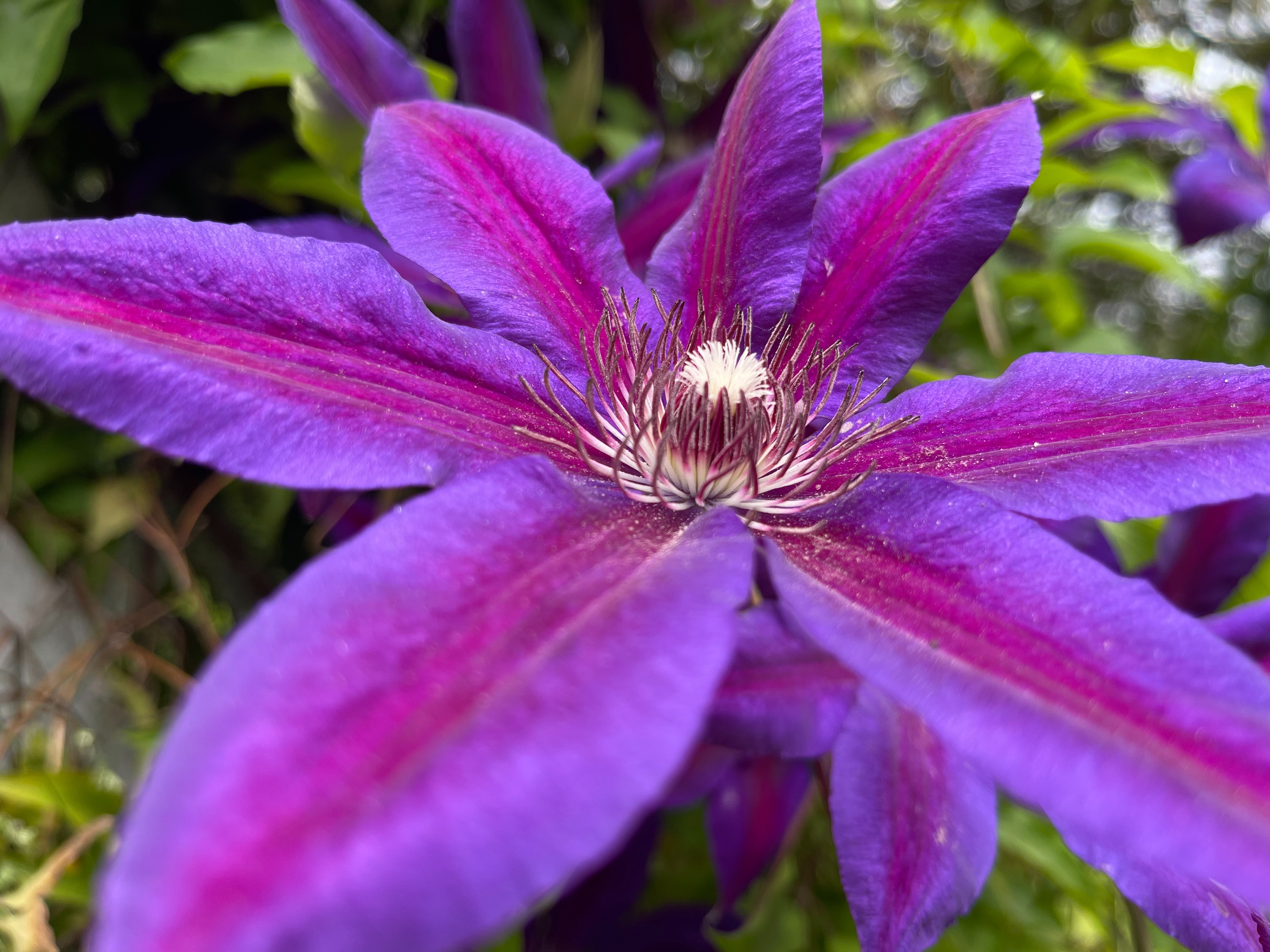 Clematis Wallpapers