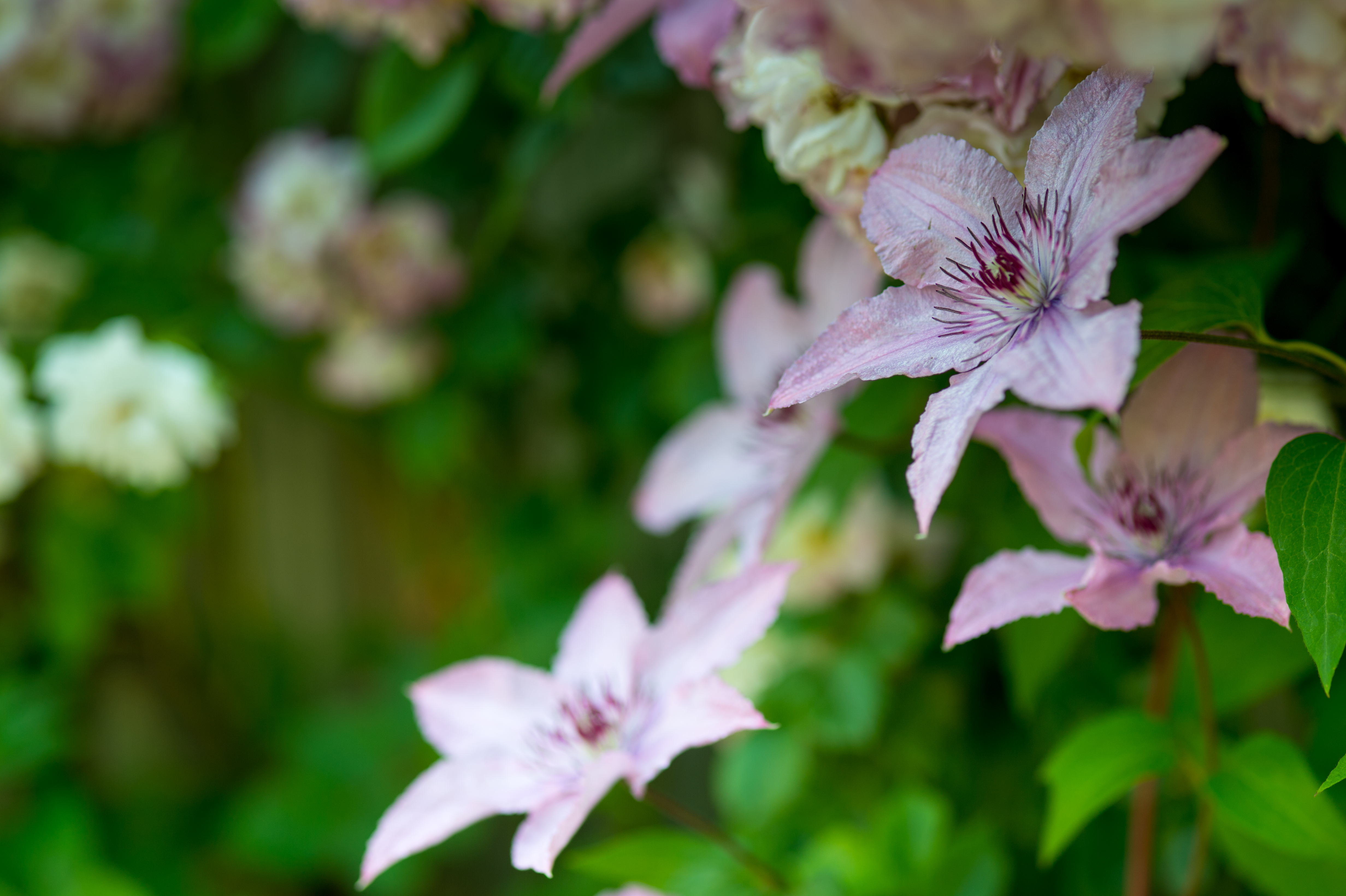 Clematis Wallpapers