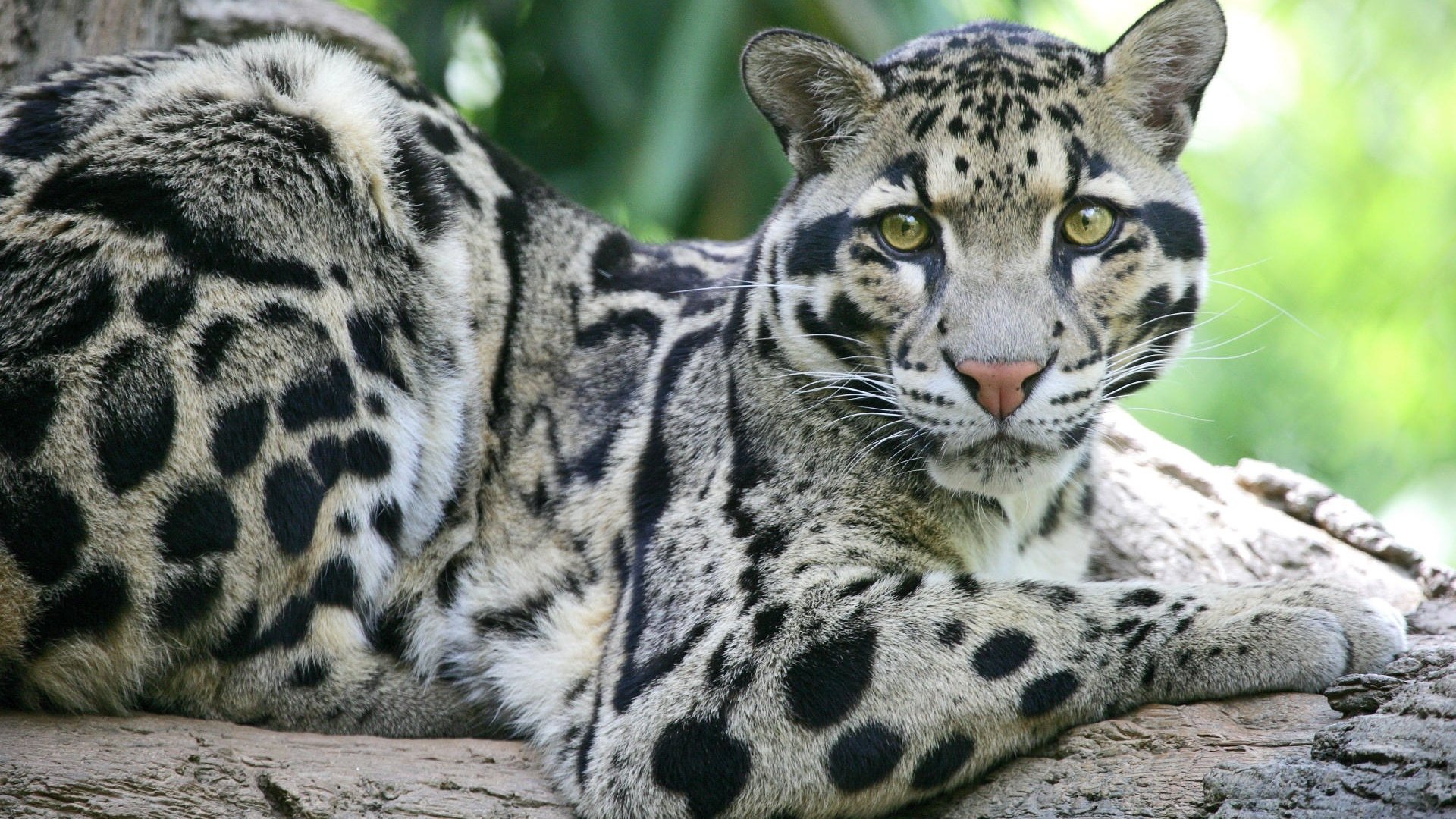 Clouded Leopard Wallpapers